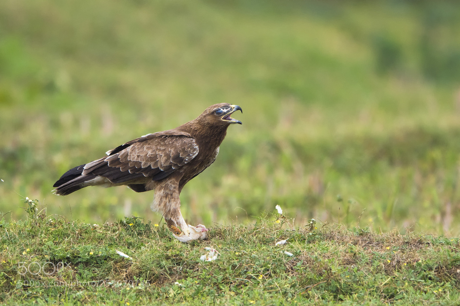 Nikon D750 sample photo. Indian spotted eagle photography