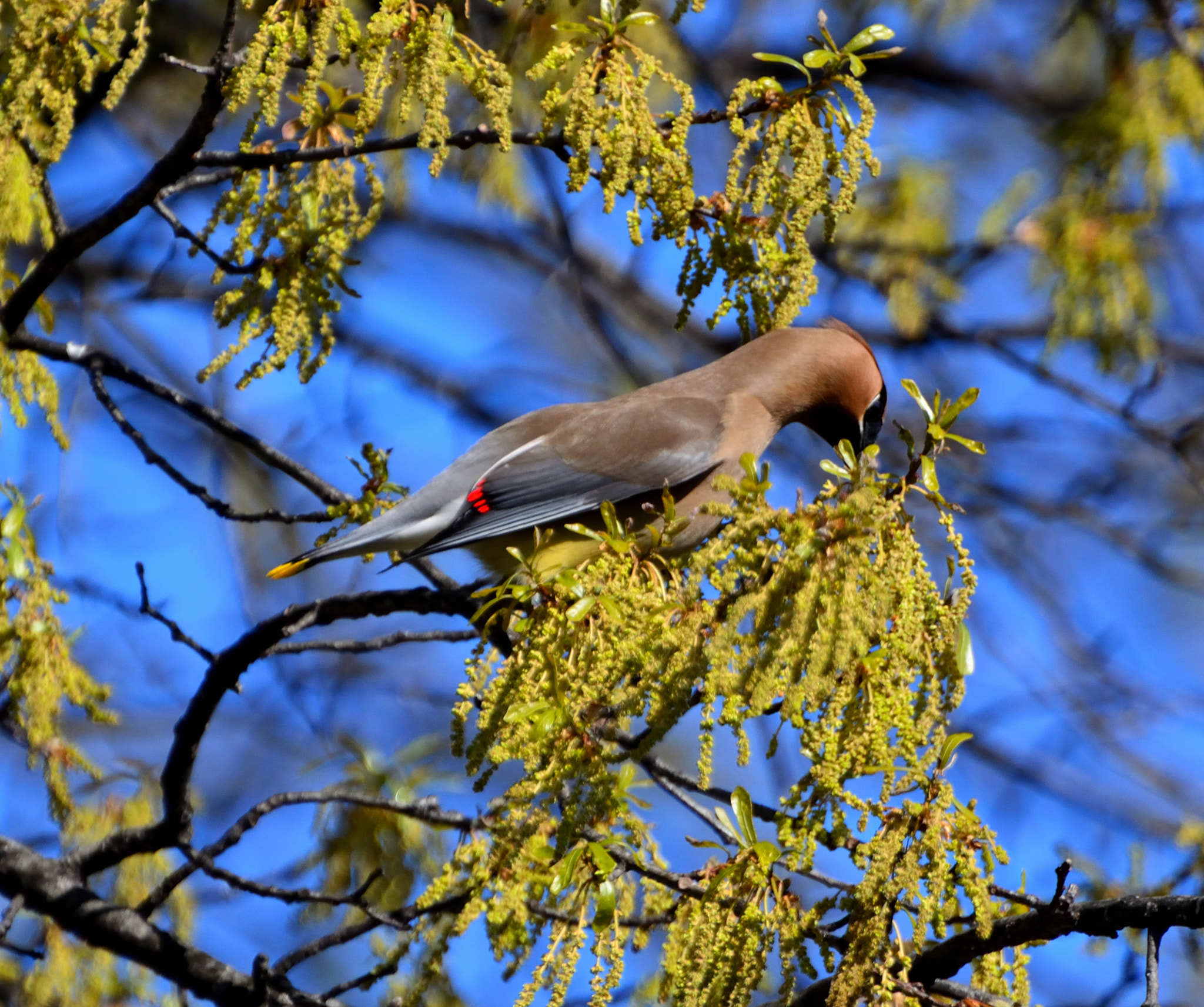 Nikon D5200 sample photo. Waxwing stretch too photography