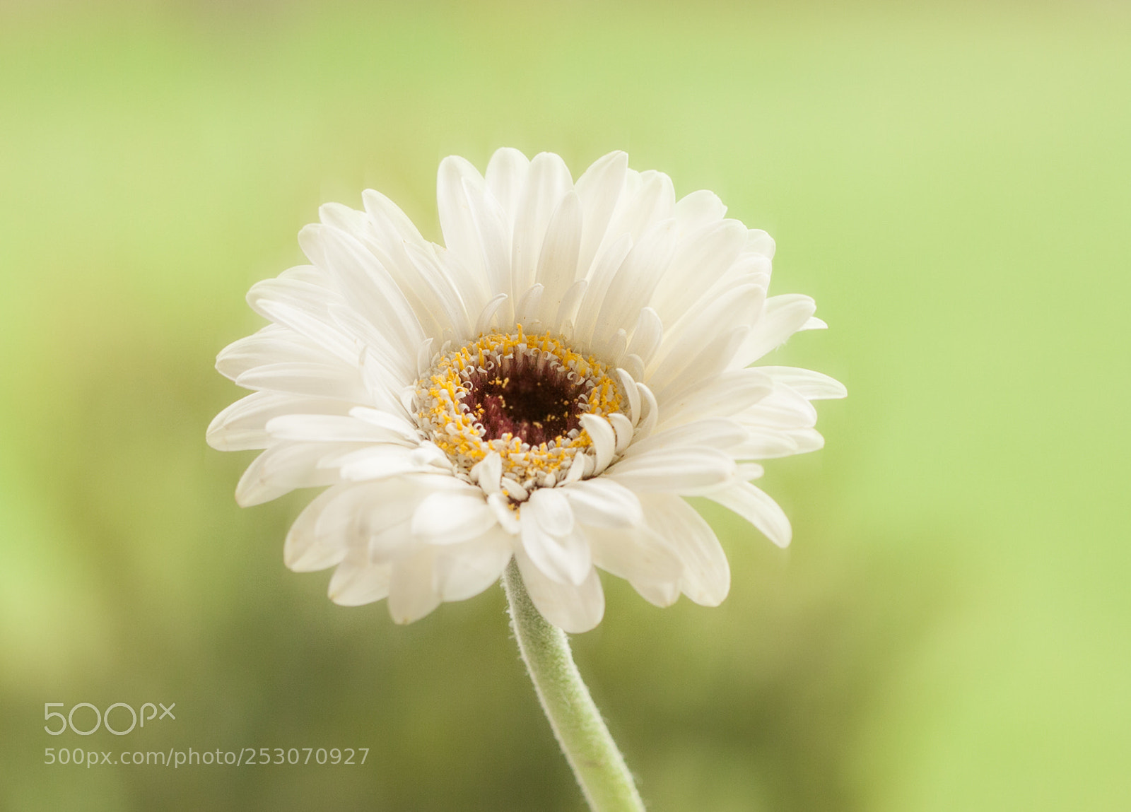 Canon EOS 50D sample photo. Innocence photography