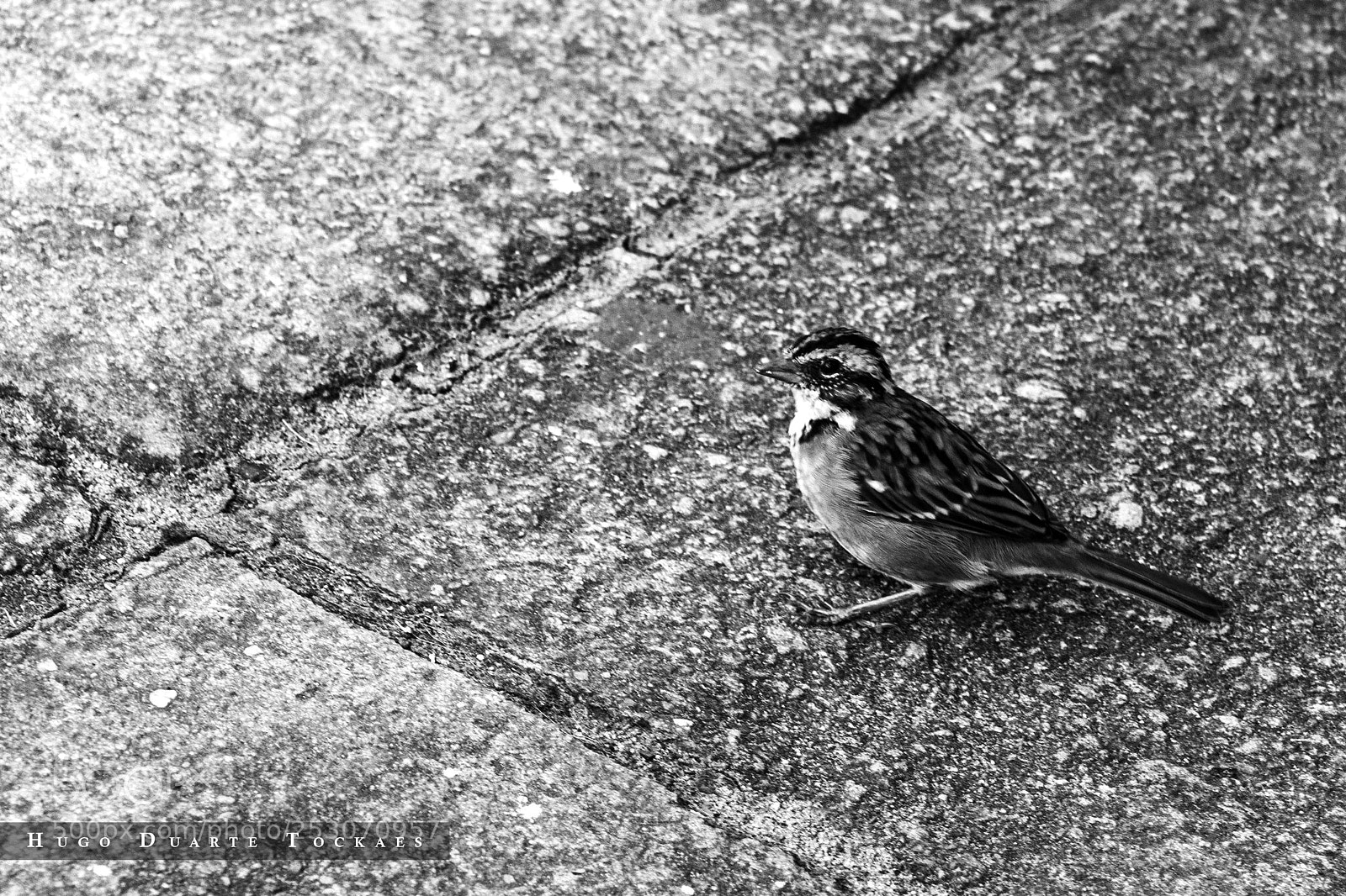 Canon EOS 650D (EOS Rebel T4i / EOS Kiss X6i) sample photo. What are you looking photography