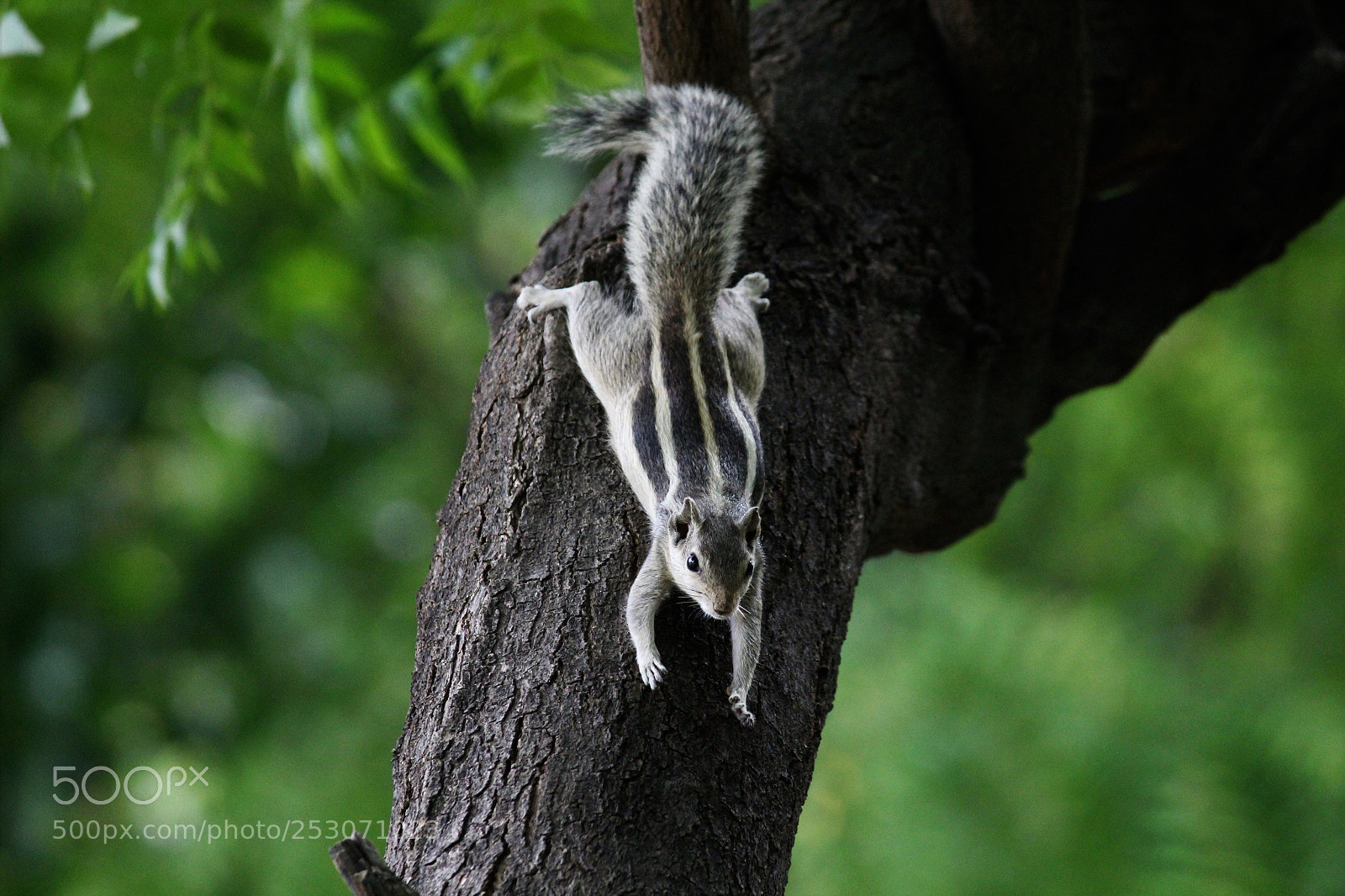 Canon EOS 1200D (EOS Rebel T5 / EOS Kiss X70 / EOS Hi) sample photo. Squirrel! photography