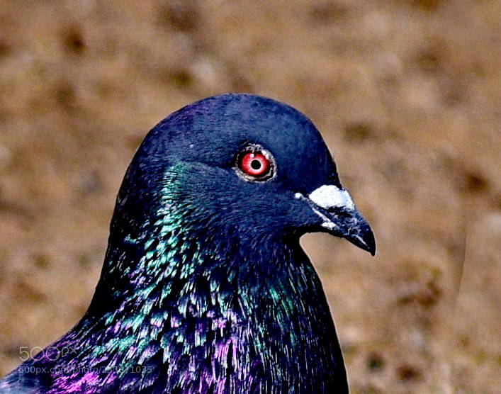 Nikon D7200 sample photo. Grey and blue pigeon photography