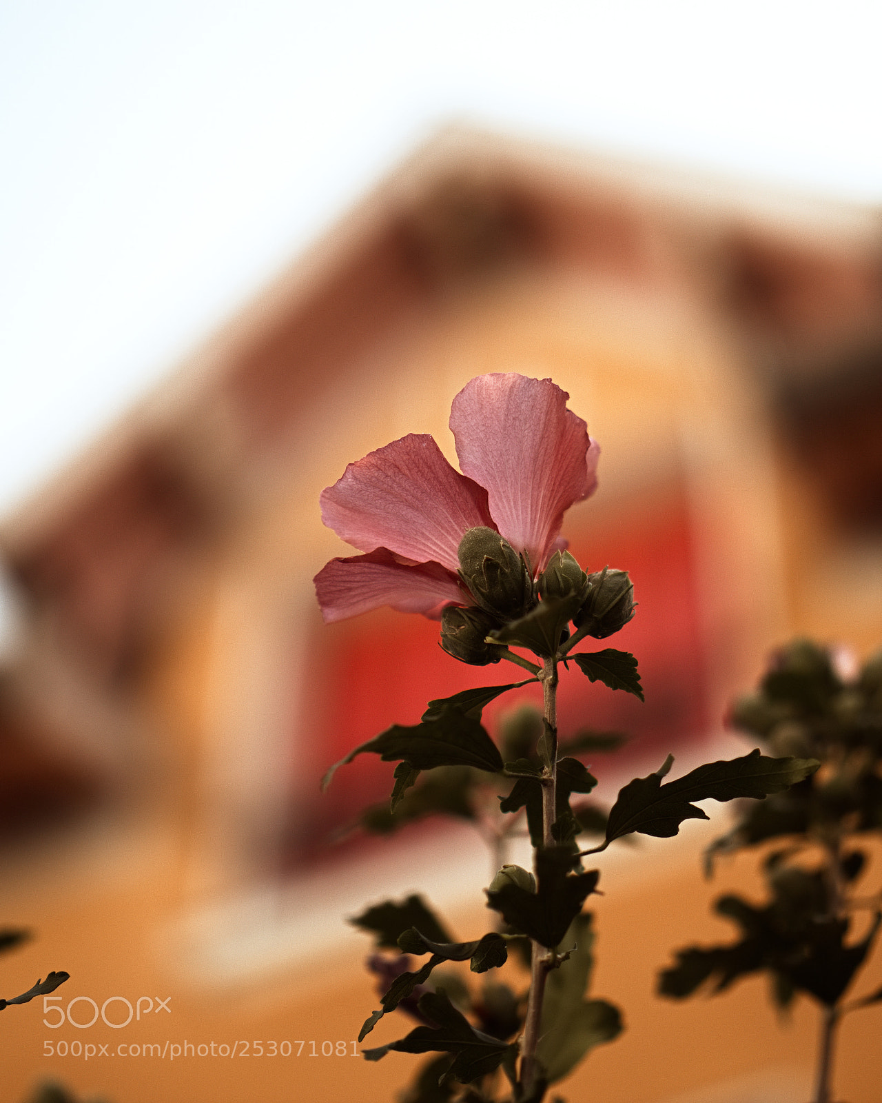 Panasonic Lumix DC-GH5 sample photo. Août photography