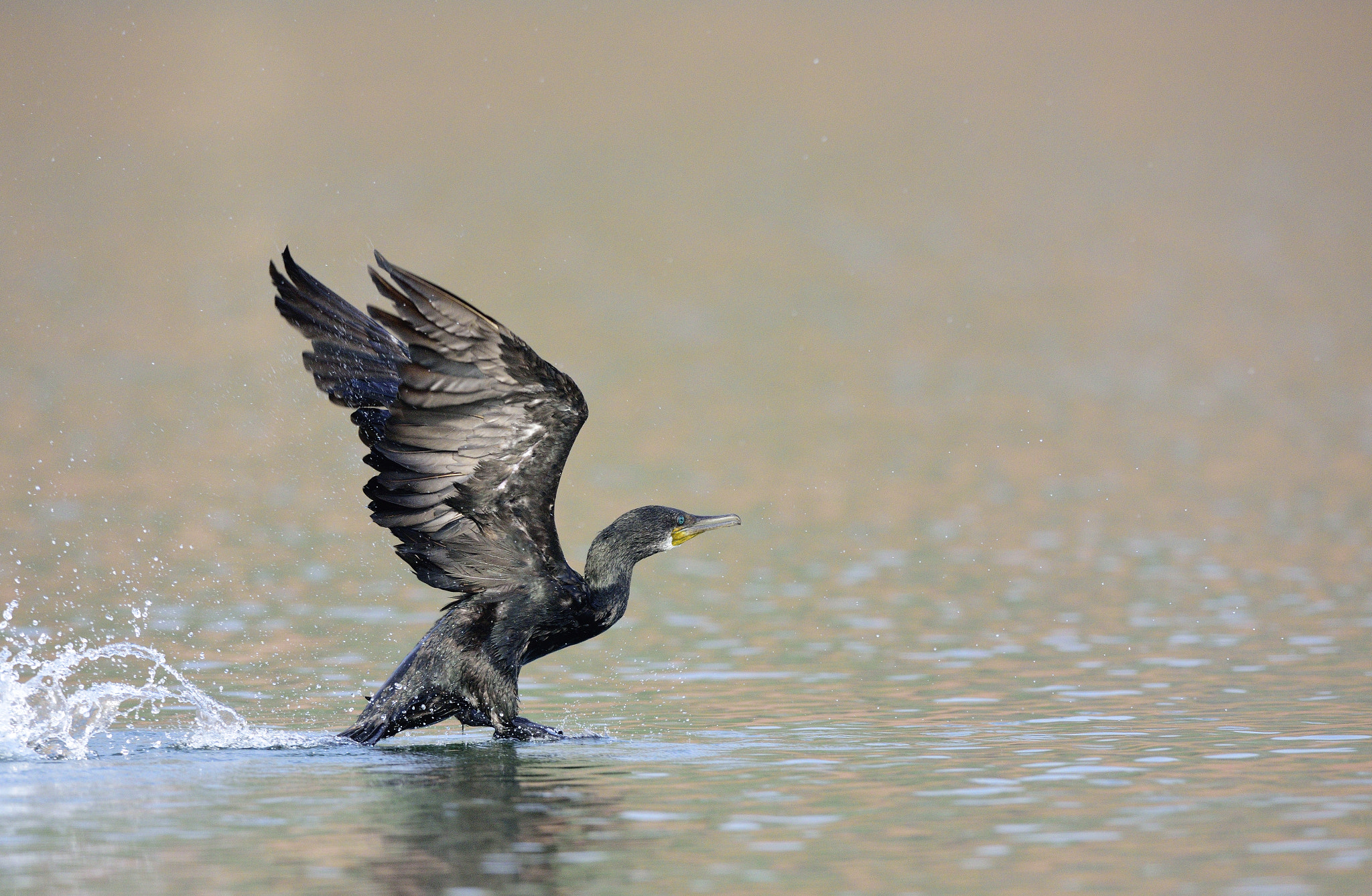 AF-S Nikkor 300mm f/2.8D IF-ED II sample photo. Dsc photography