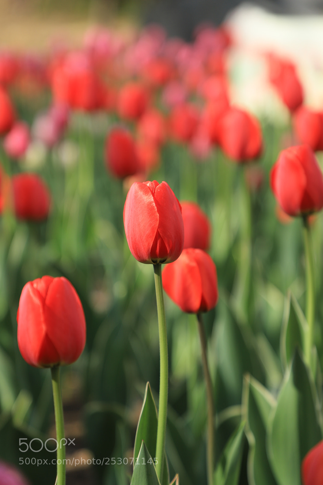 Canon EF 24-105mm F4L IS II USM sample photo. 微信图片 photography