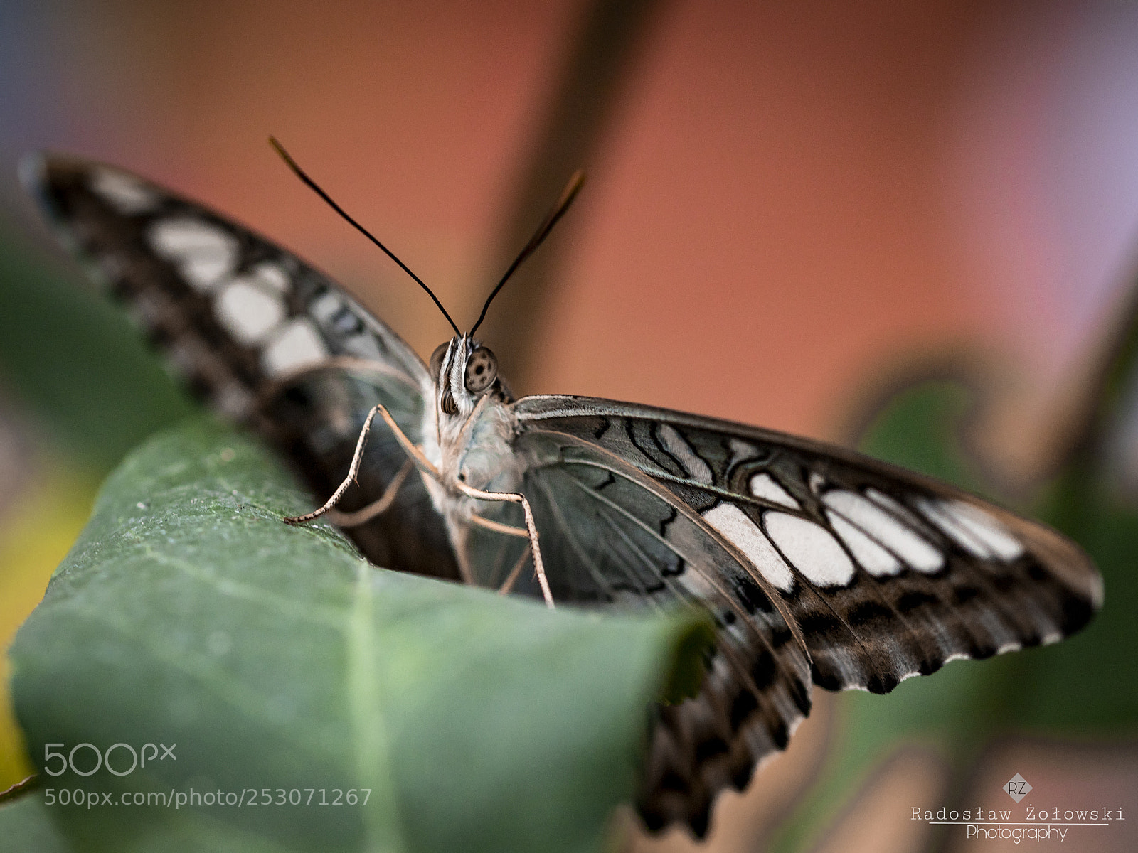 Canon EOS 6D Mark II sample photo. Butterfly photography