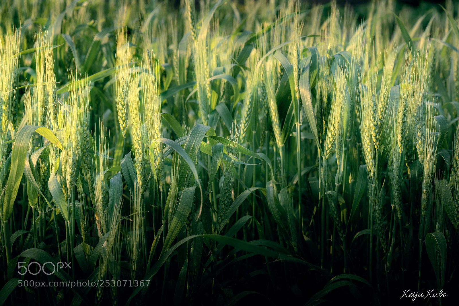 Sony a7R III sample photo. Spring wheat photography