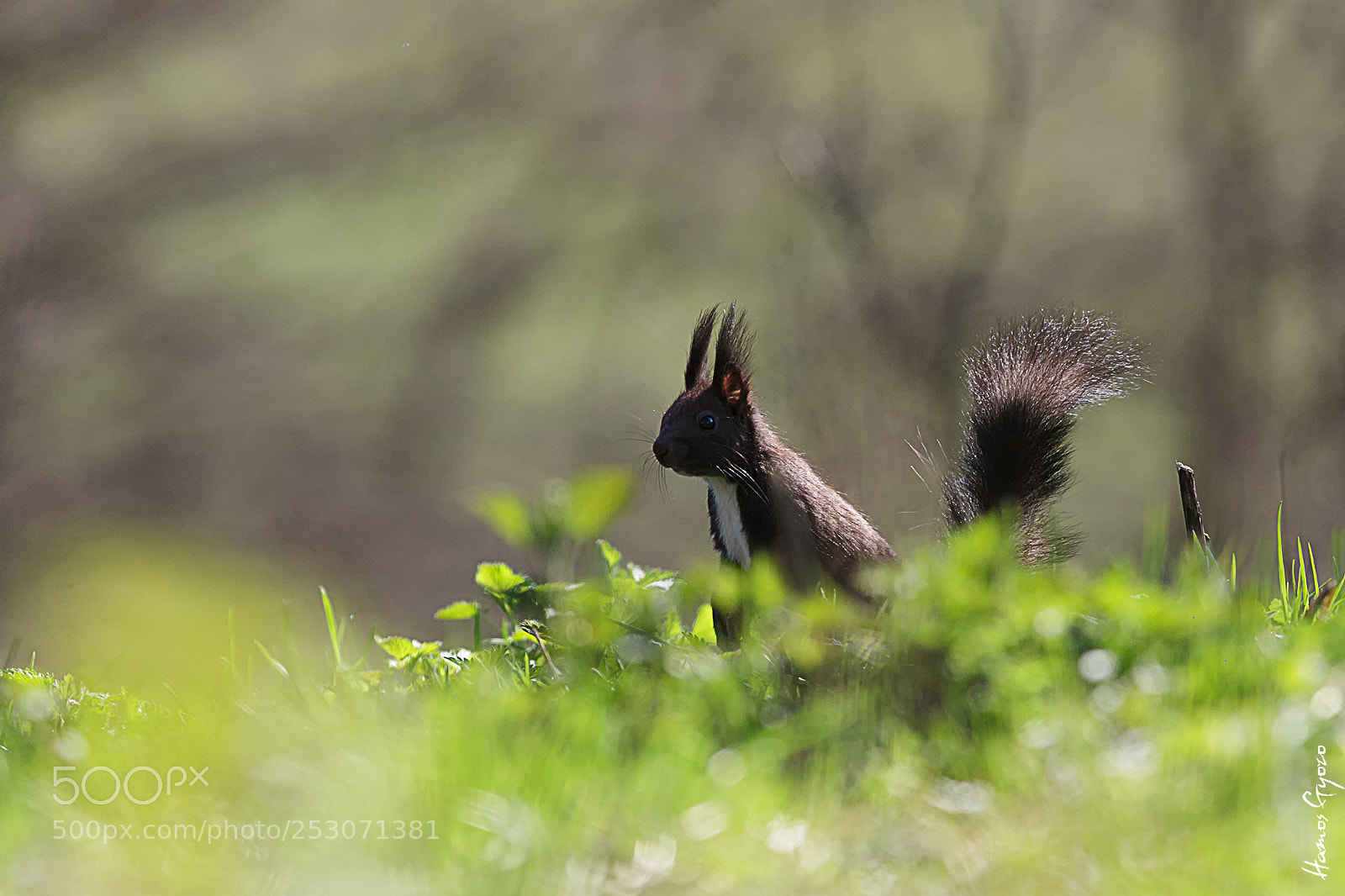 Canon EOS 5D Mark II sample photo. Squirrel photography