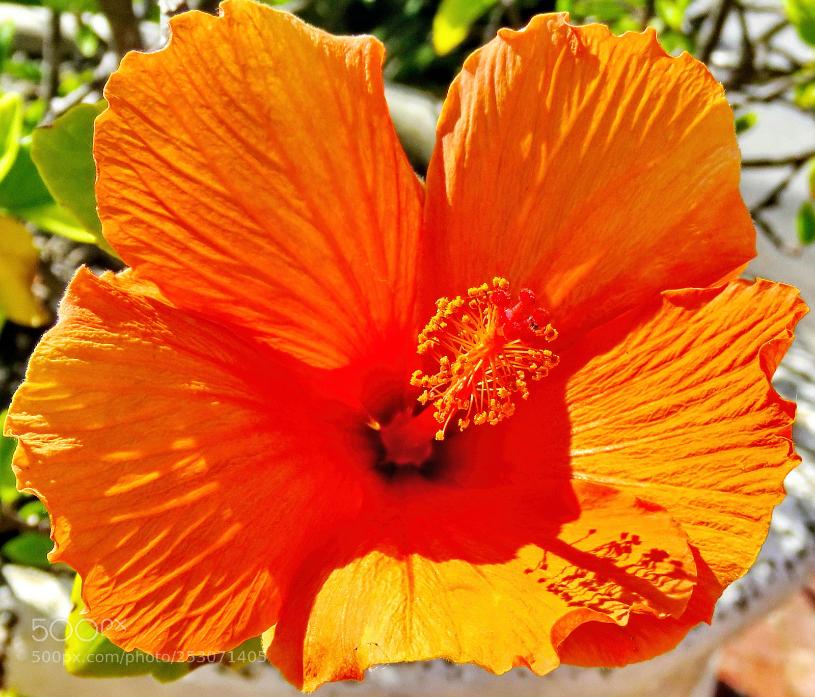 Canon PowerShot SX60 HS sample photo. A bright gold hibiscus photography