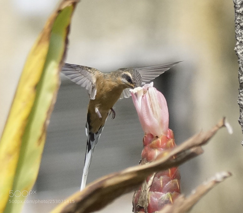 Sony SLT-A37 sample photo. Perfect moment photography