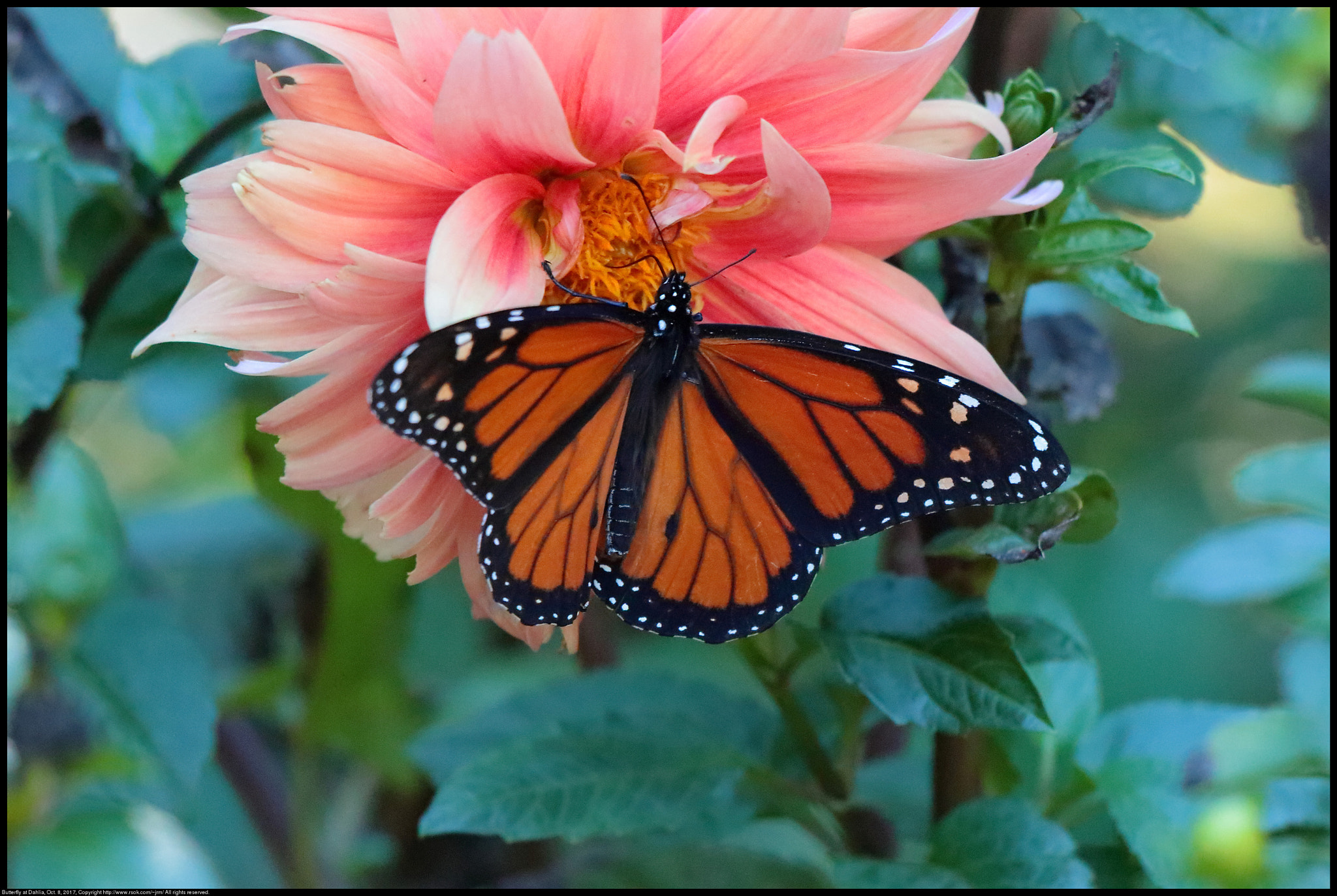 Canon EF 70-300 F4-5.6 IS II USM sample photo. Butterfly on dahlia photography
