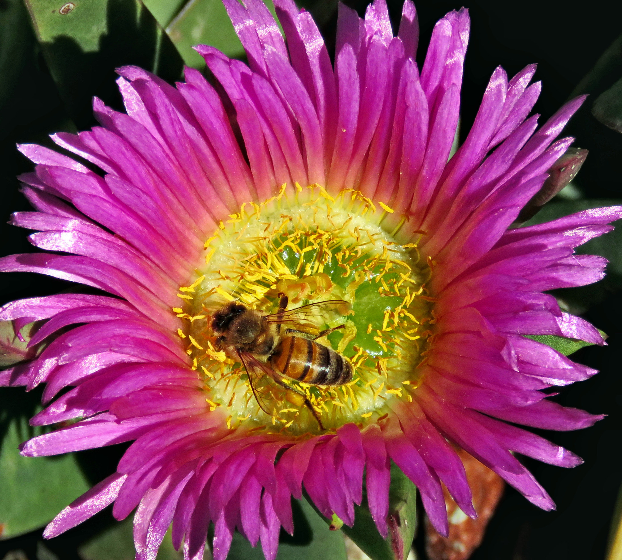 3.8 - 247.0 mm sample photo. A  bee enjoying a purple dandelion flower photography