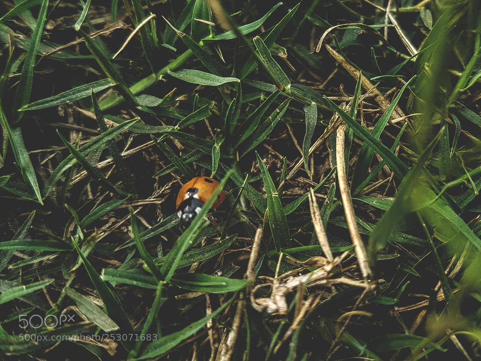 Samsung Galaxy S7 Edge sample photo. Ladybug photography