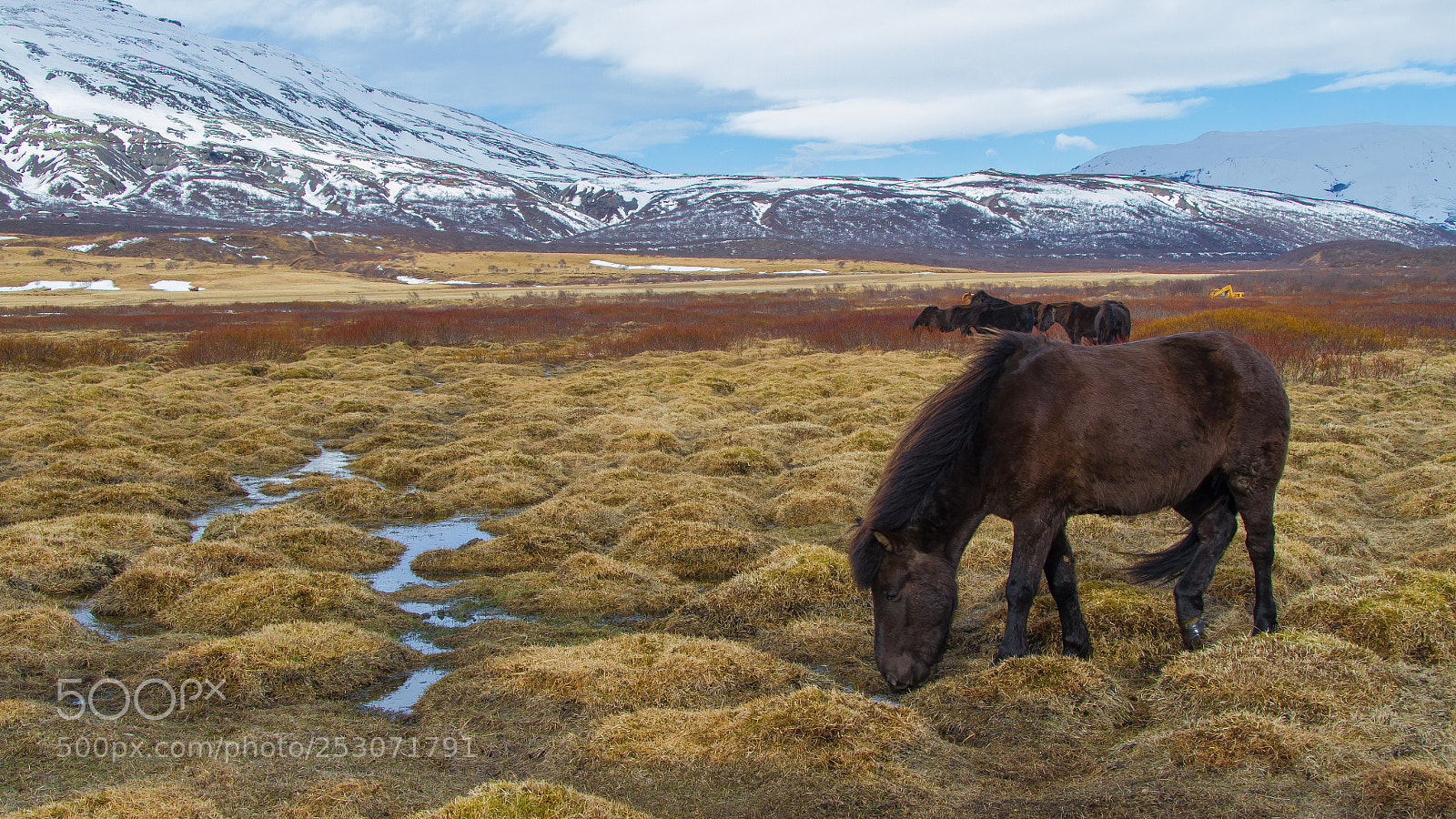 Canon EOS 7D sample photo. Icelandic horses photography