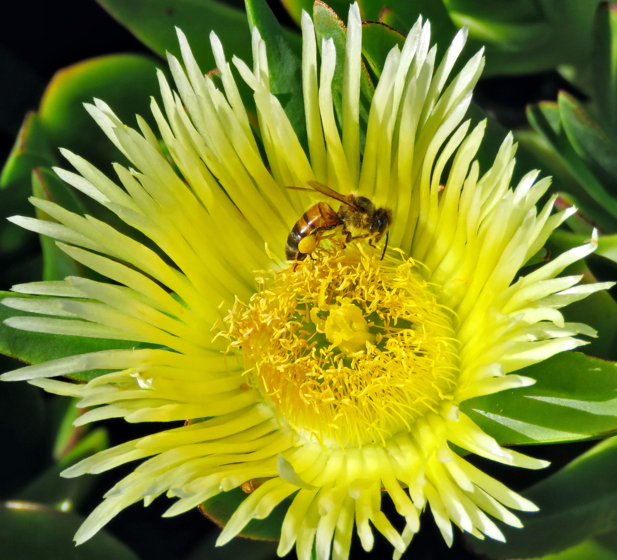 Canon PowerShot SX60 HS + 3.8 - 247.0 mm sample photo. A bee enjoying a yellow dandelion flower photography