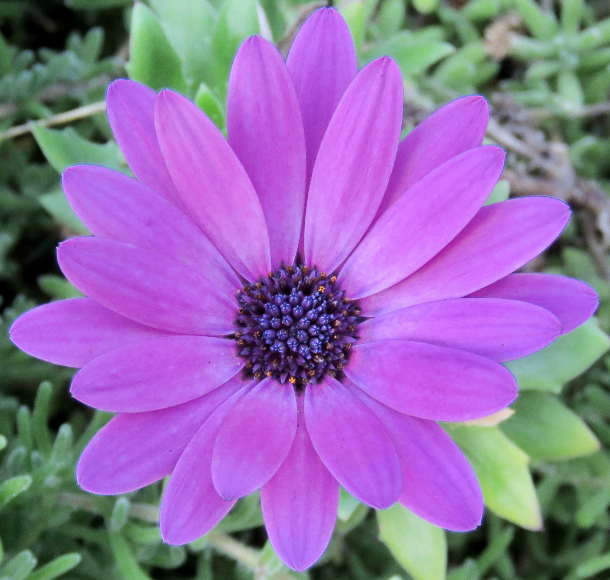 Canon PowerShot SX60 HS + 3.8 - 247.0 mm sample photo. A purple daisy flower in the garden photography