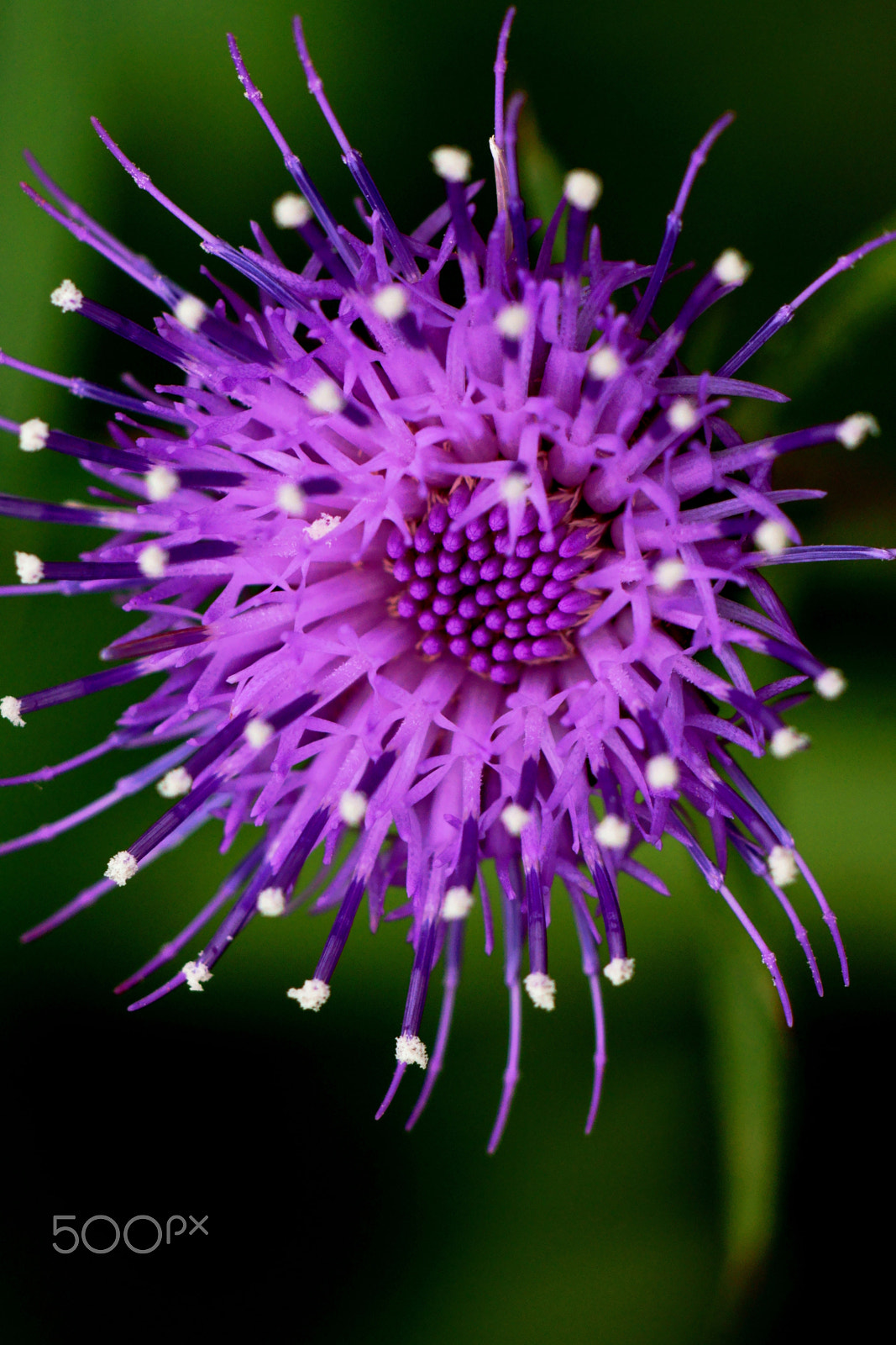 Tokina EMZ M100 AF 100mm F3.5 sample photo. (thistle) photography