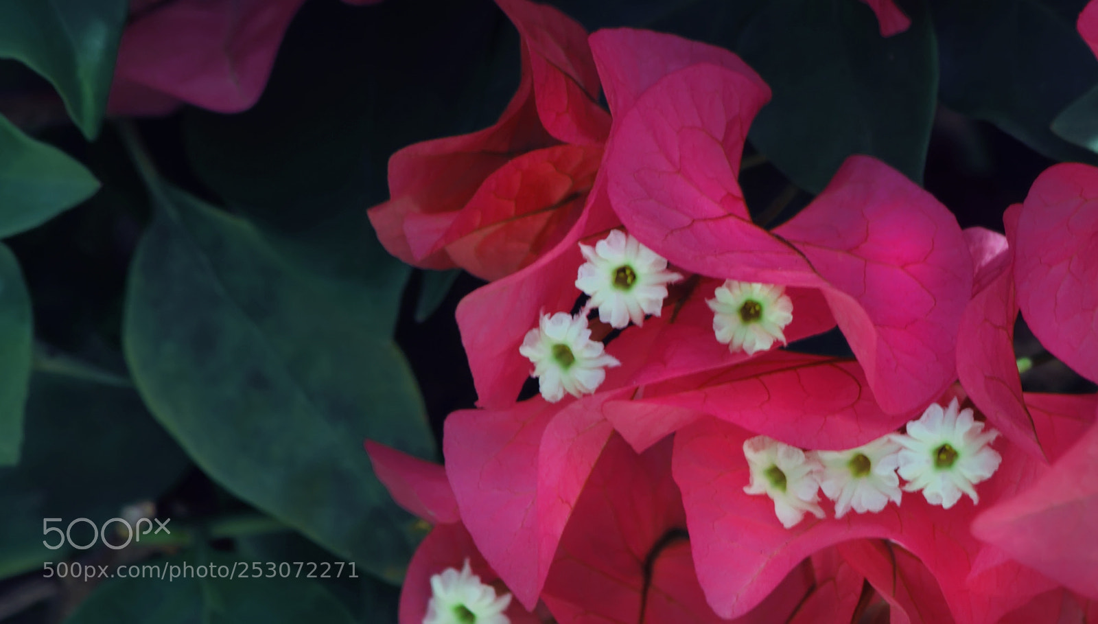 Canon EOS 7D sample photo. Flowers photography