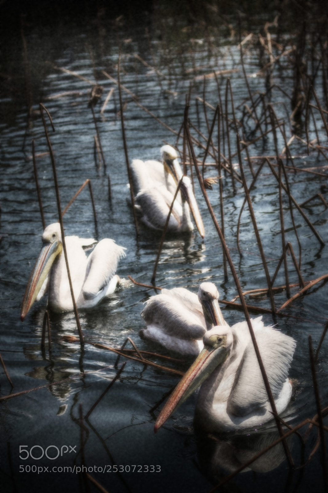 Canon EOS 80D sample photo. Pelican photography