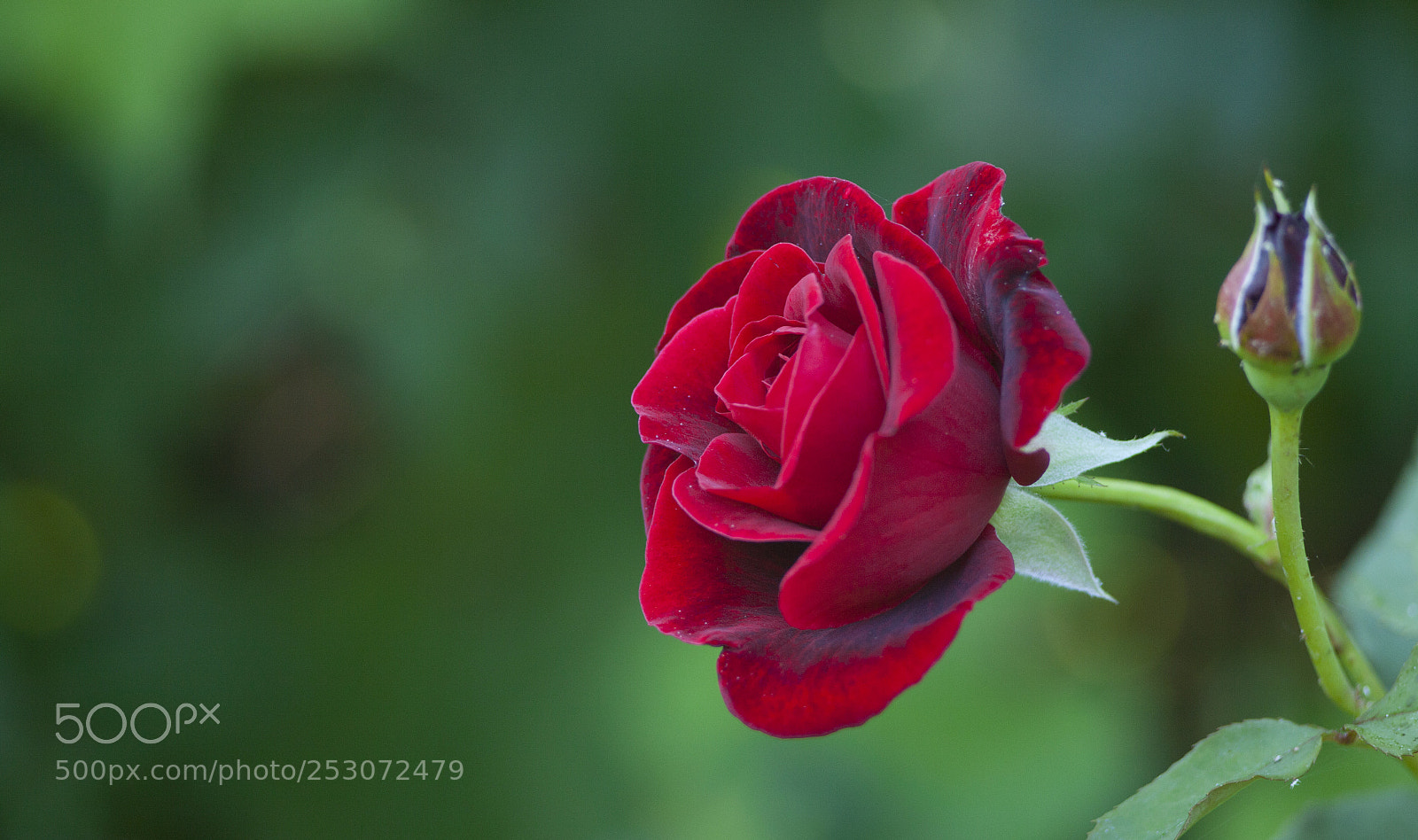Canon EOS 5D Mark II sample photo. Roses are red photography
