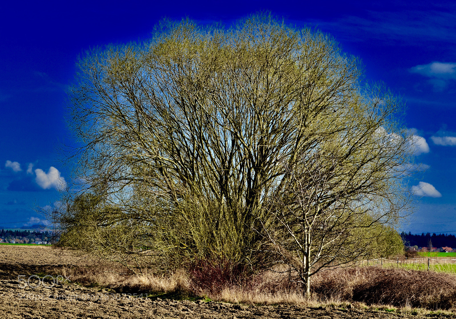 Nikon D5100 sample photo. Tree photography