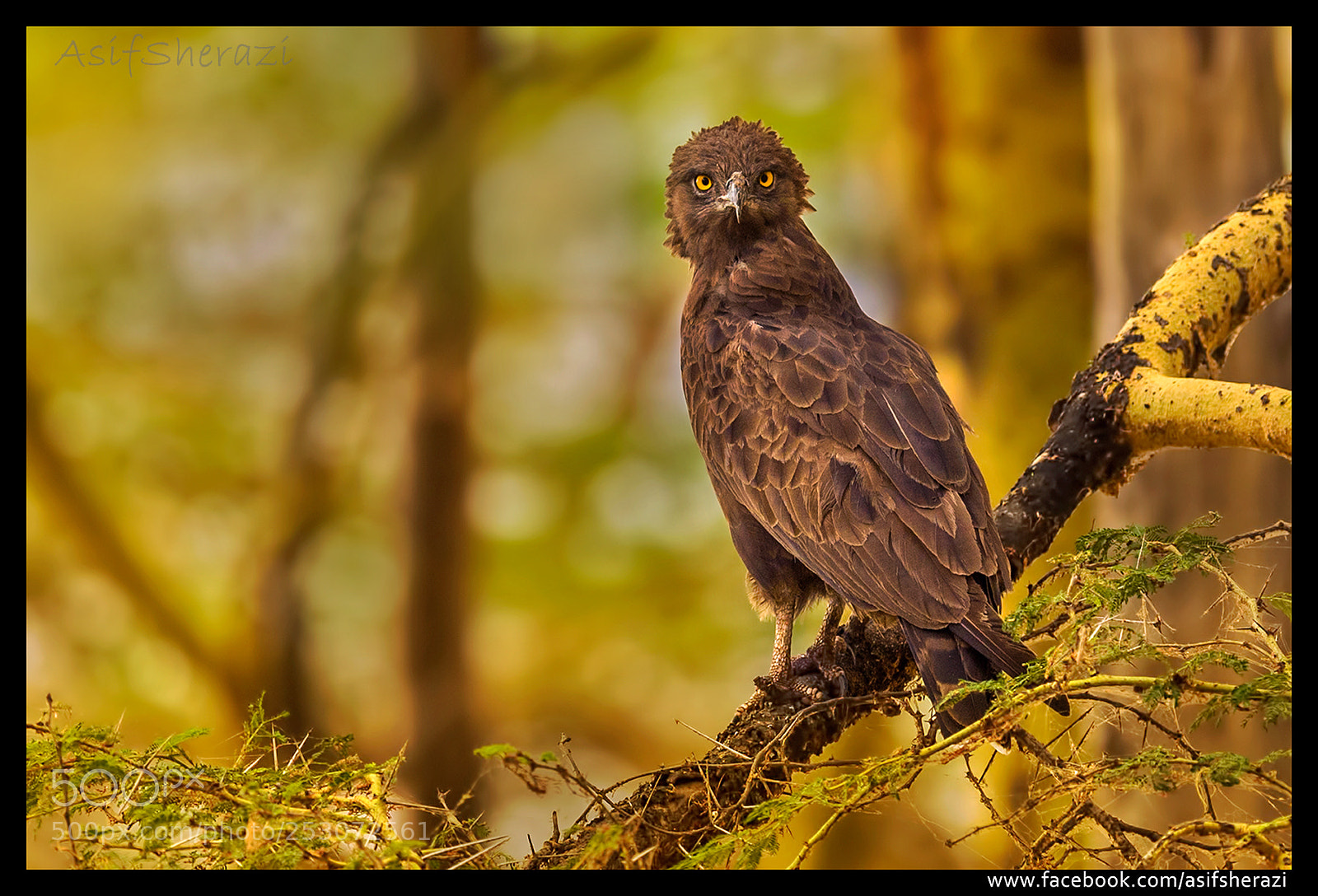 Nikon D5 sample photo. Beauty of the nature photography