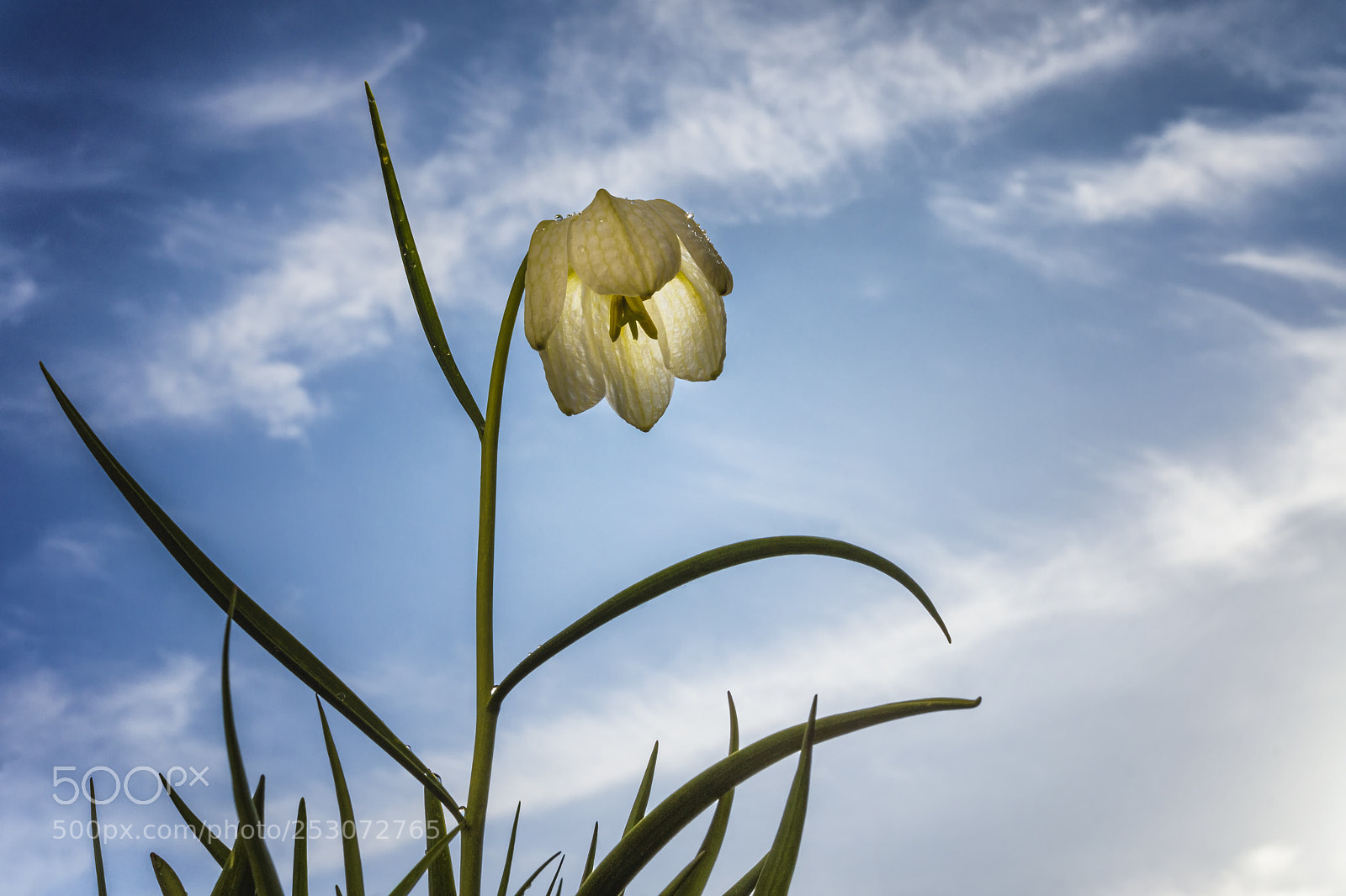 Sony SLT-A65 (SLT-A65V) sample photo. Snakes head fritillary photography