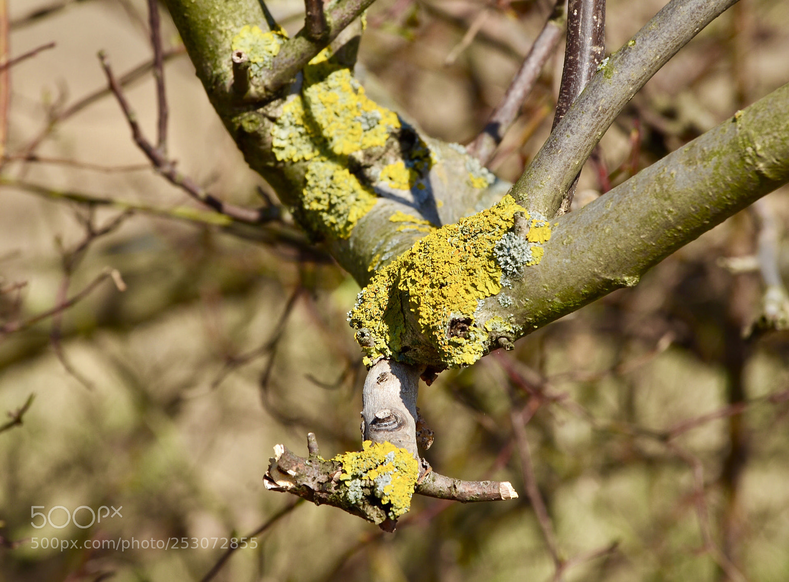 Nikon D5100 sample photo. Lichen on the branch photography