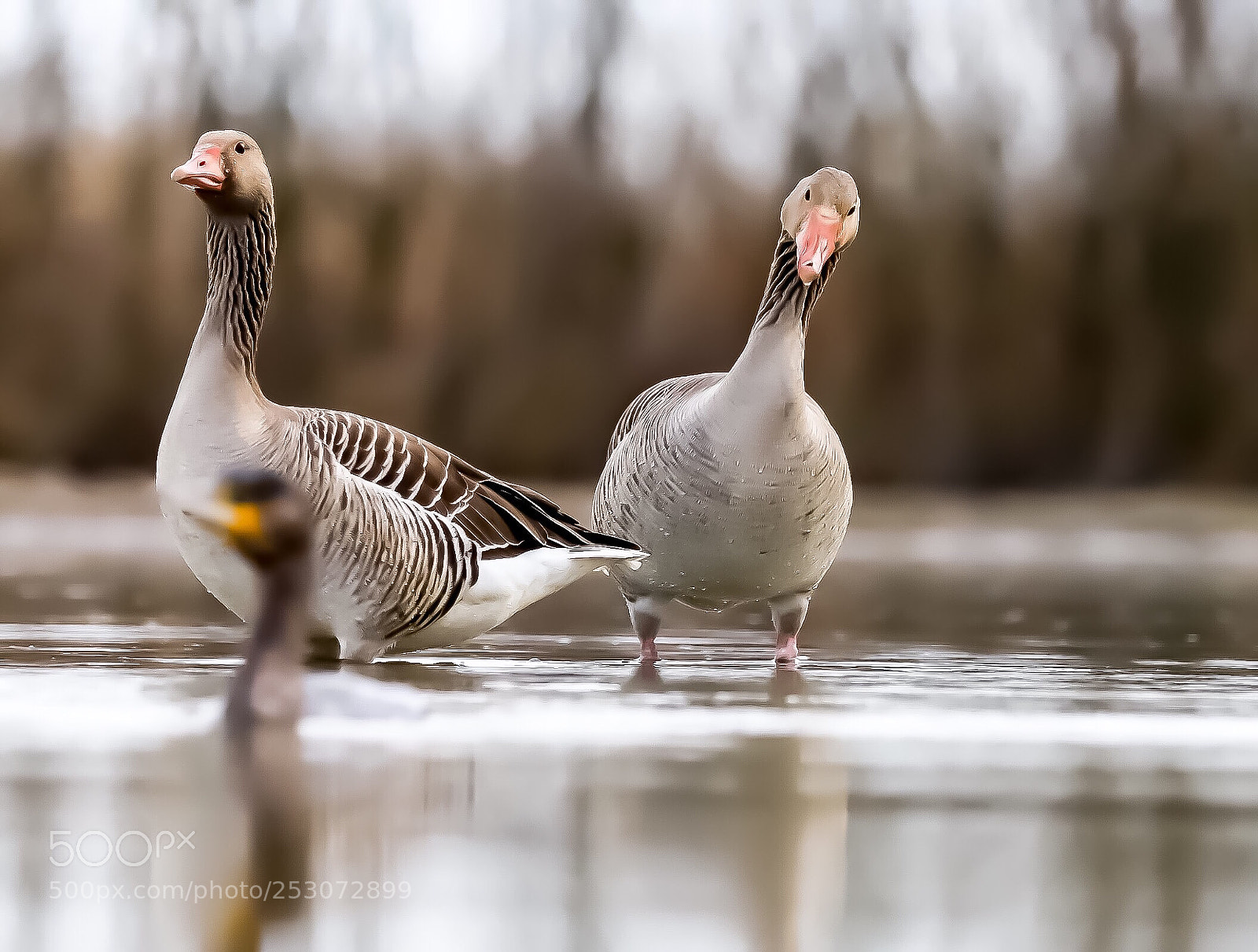 Canon EOS 6D Mark II sample photo. Untitled photography