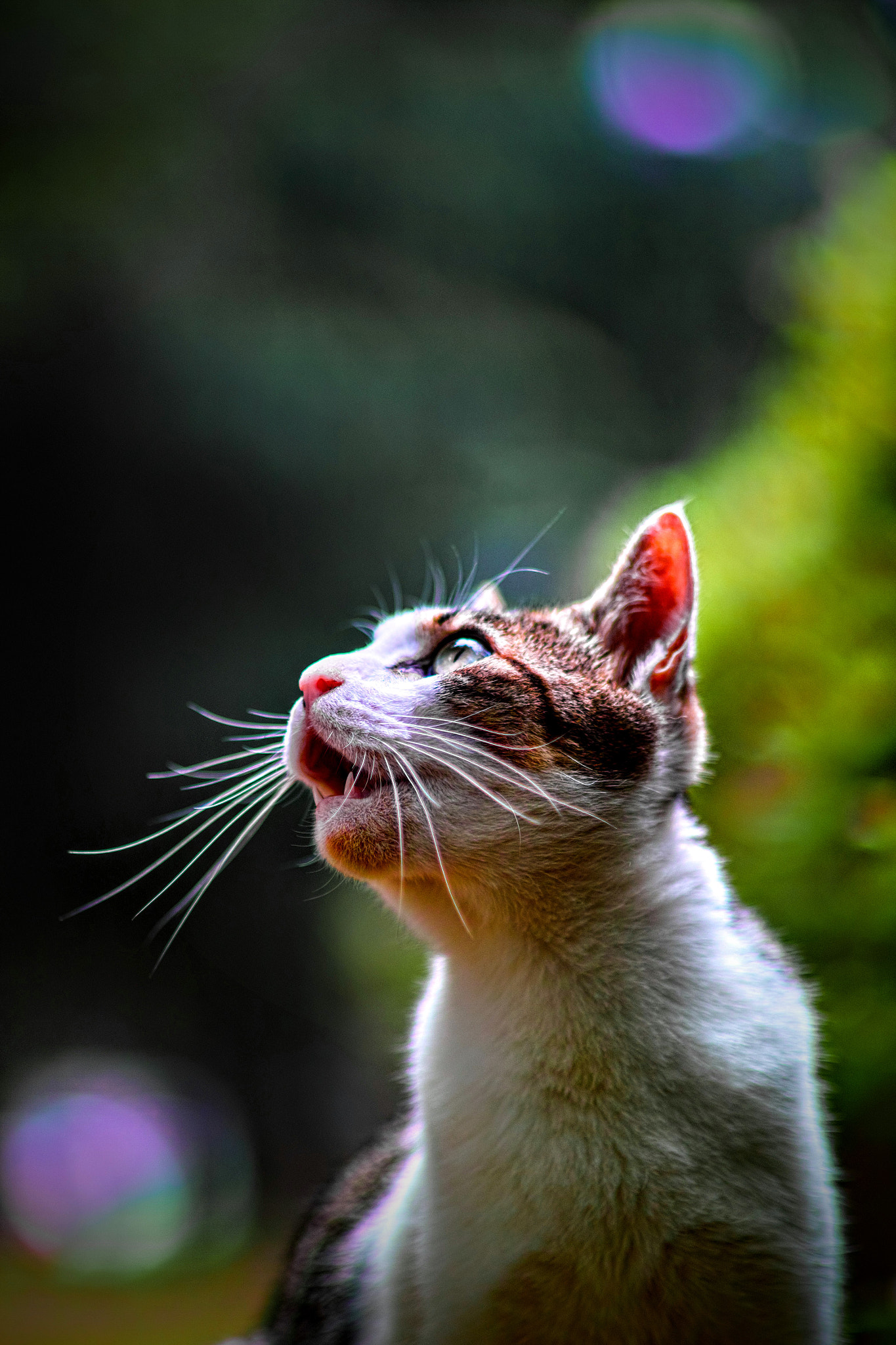 Sigma SD1 Merrill + Sigma 85mm F1.4 EX DG HSM sample photo. Cat every day photography