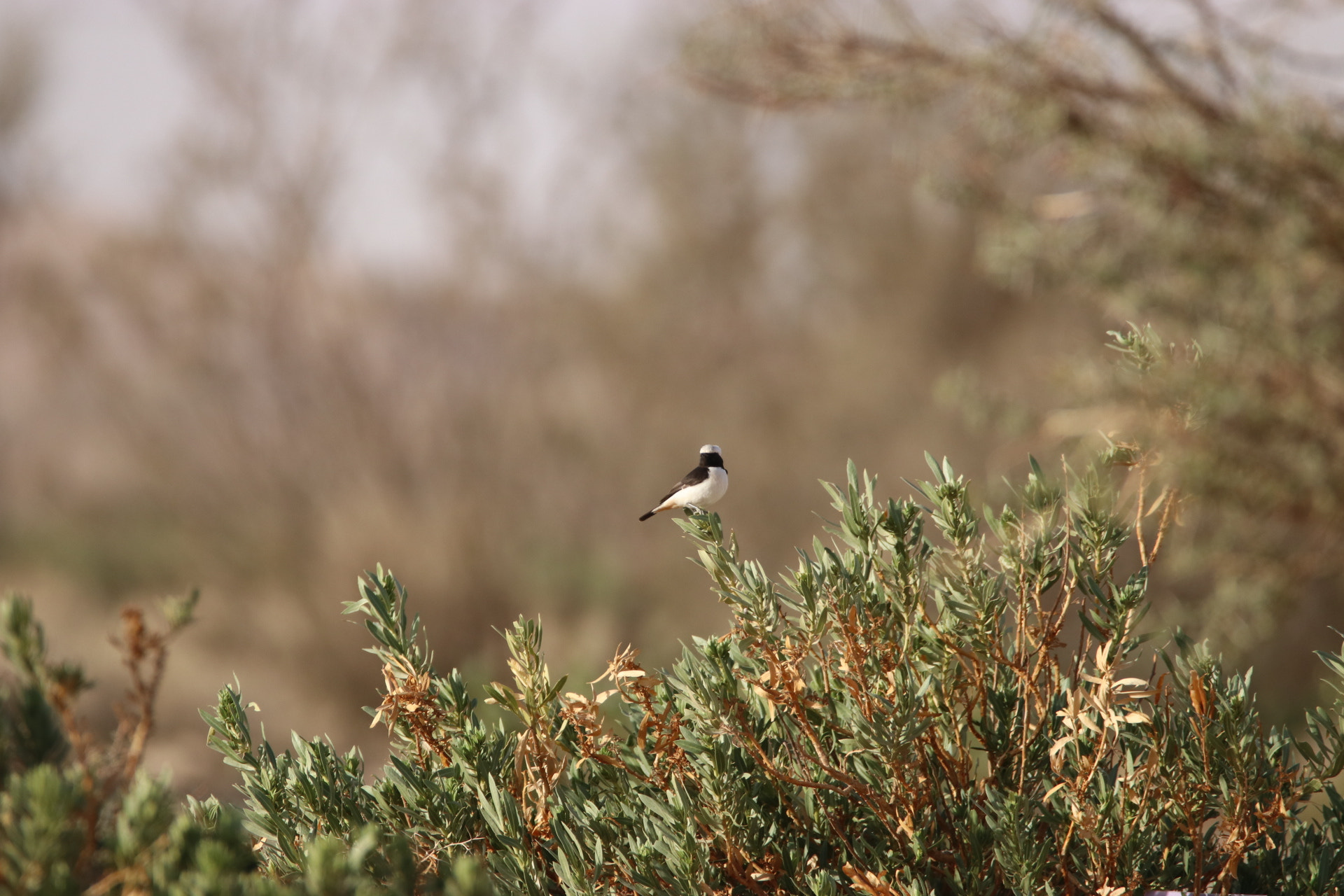 Sigma 150-600mm F5-6.3 DG OS HSM | C sample photo