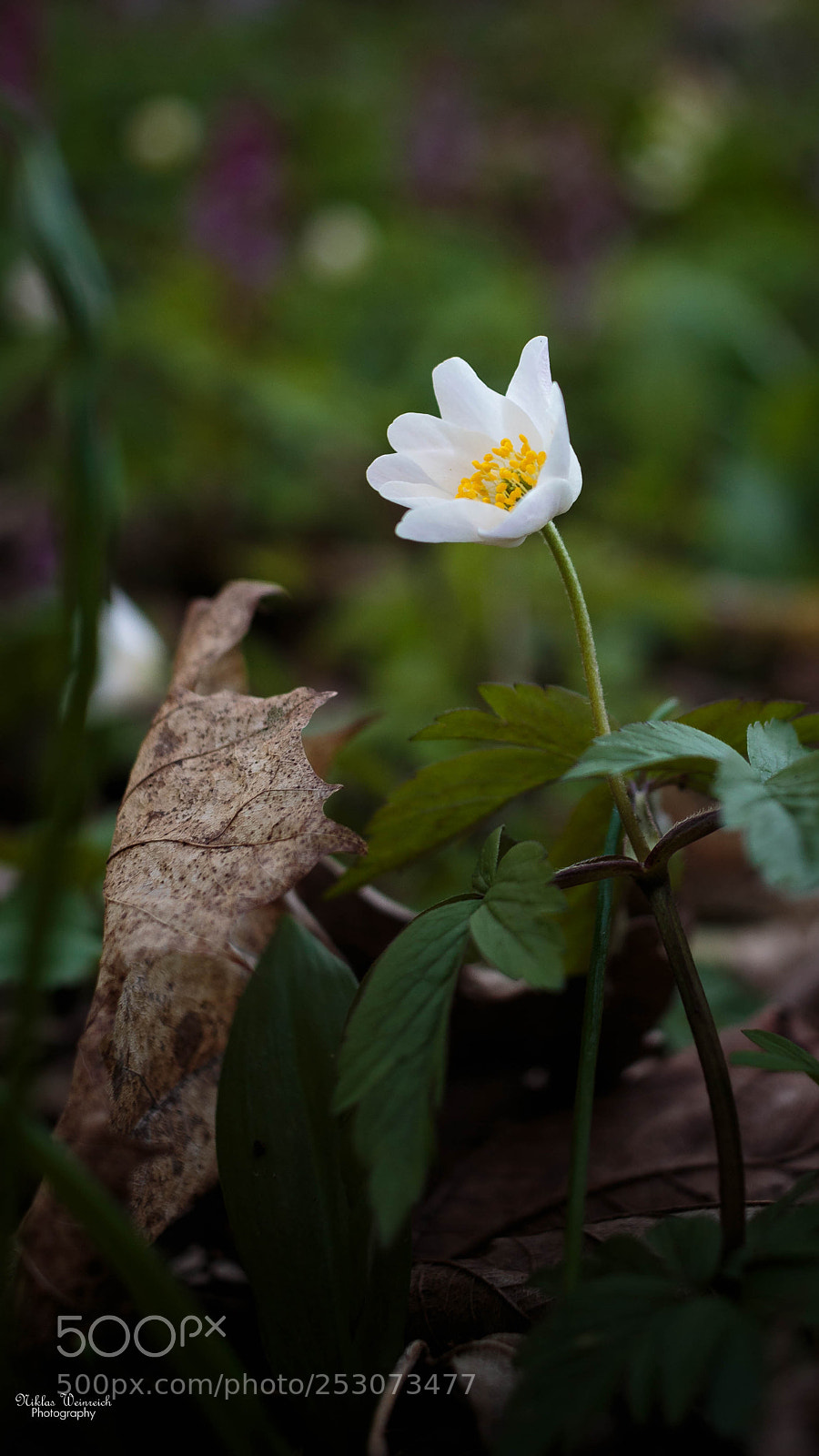 Canon EOS 700D (EOS Rebel T5i / EOS Kiss X7i) sample photo. Untitled photography