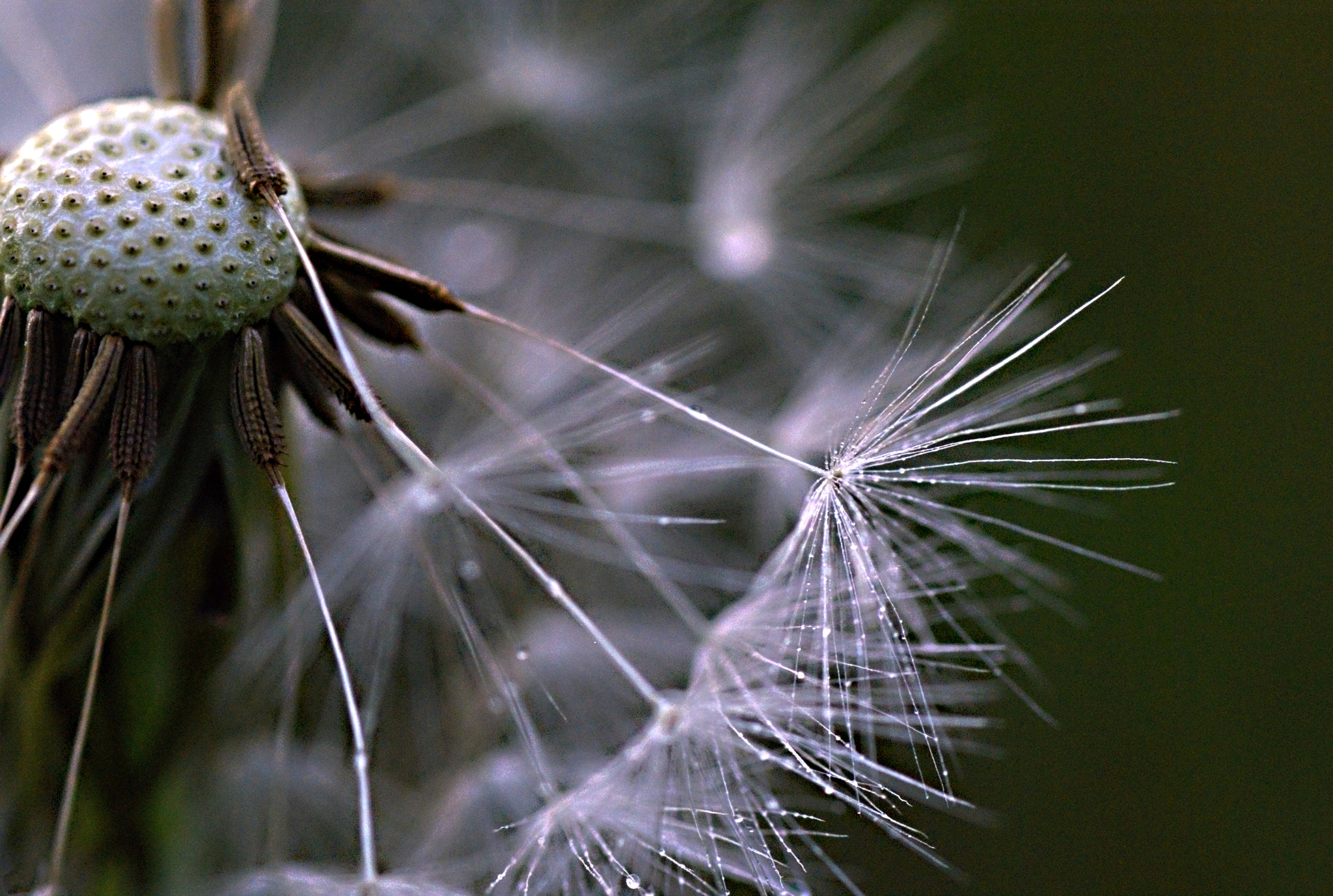 Sony Alpha DSLR-A200 + Tamron SP AF 90mm F2.8 Di Macro sample photo. Leave-taking photography