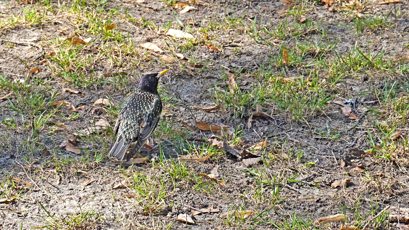 Sony Alpha a5000 (ILCE 5000) sample photo. Birds in the city photography