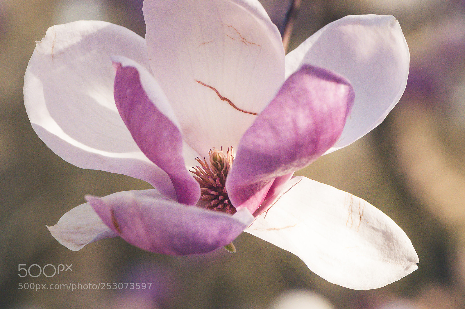Nikon D90 sample photo. Magnolia blooming photography