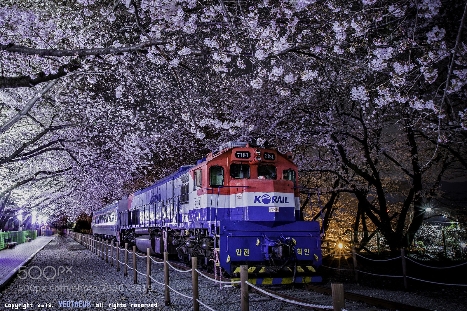 Canon EOS 80D sample photo. Cherry blossom in kyunghwa photography