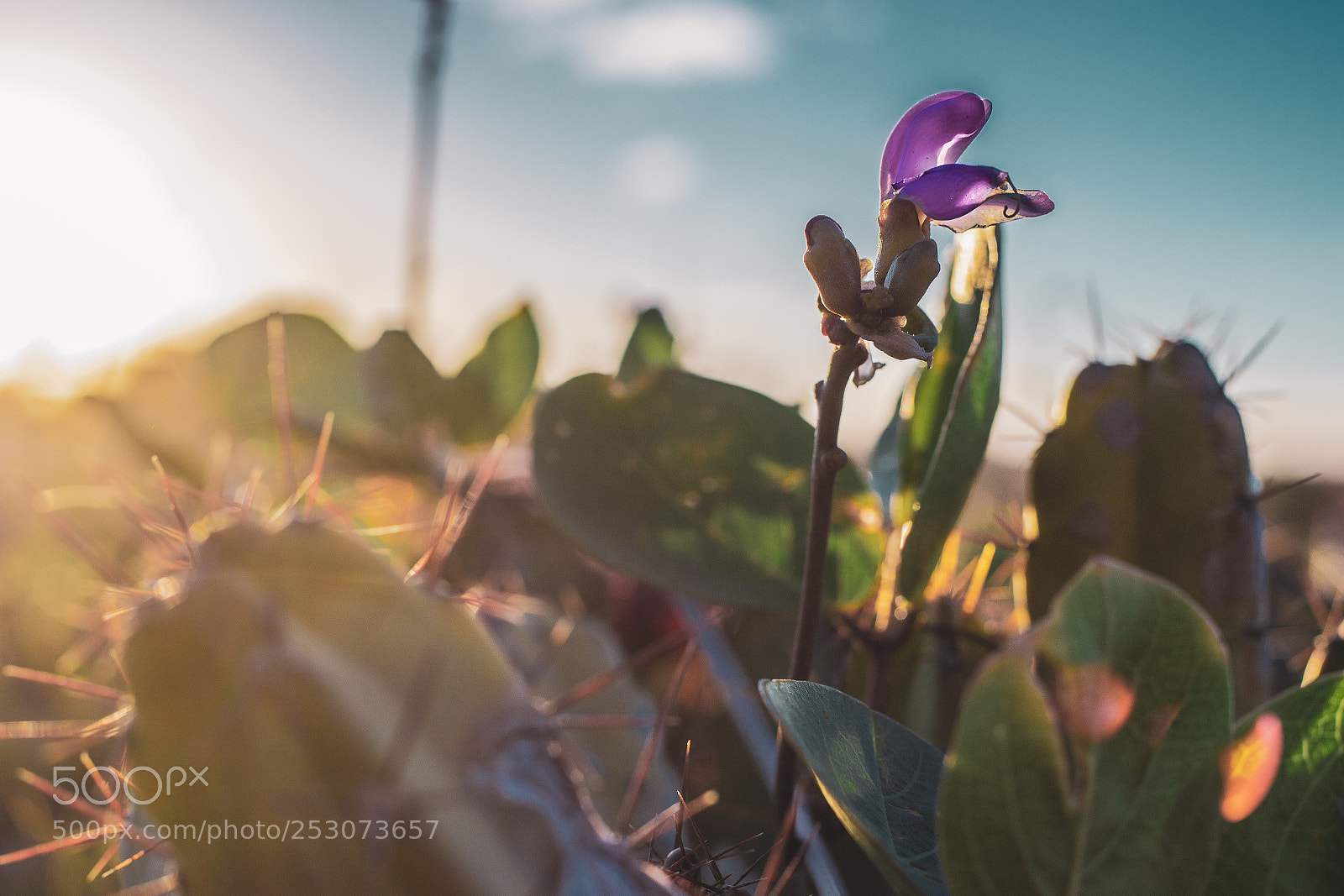 Canon EOS 6D Mark II sample photo. Entre espinhos photography