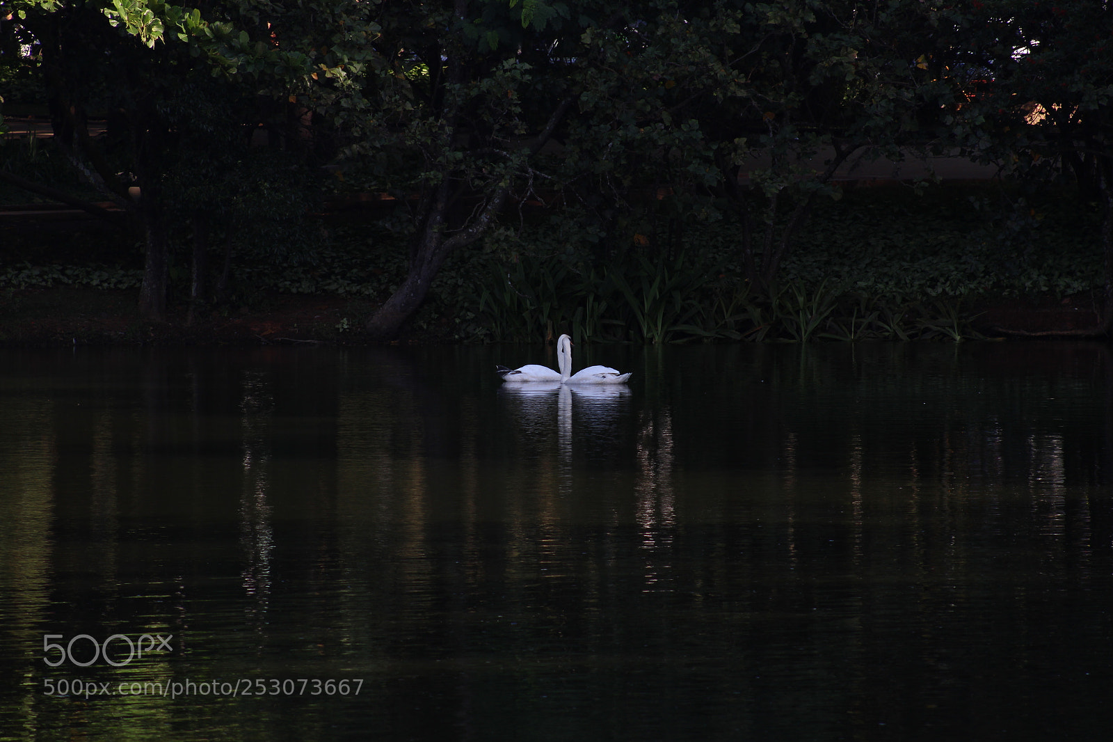 Canon EF 75-300mm f/4-5.6 sample photo. "starducks" photography