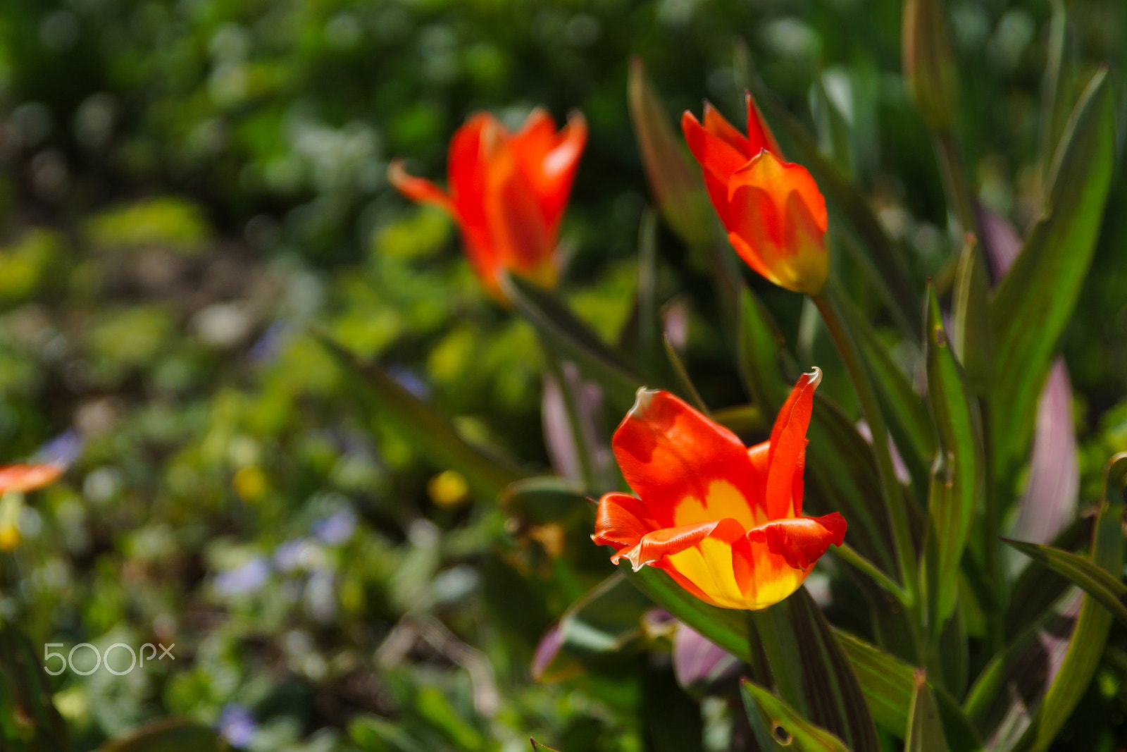 Sony SLT-A77 + Tamron SP 24-70mm F2.8 Di VC USD sample photo. Spring beautys photography