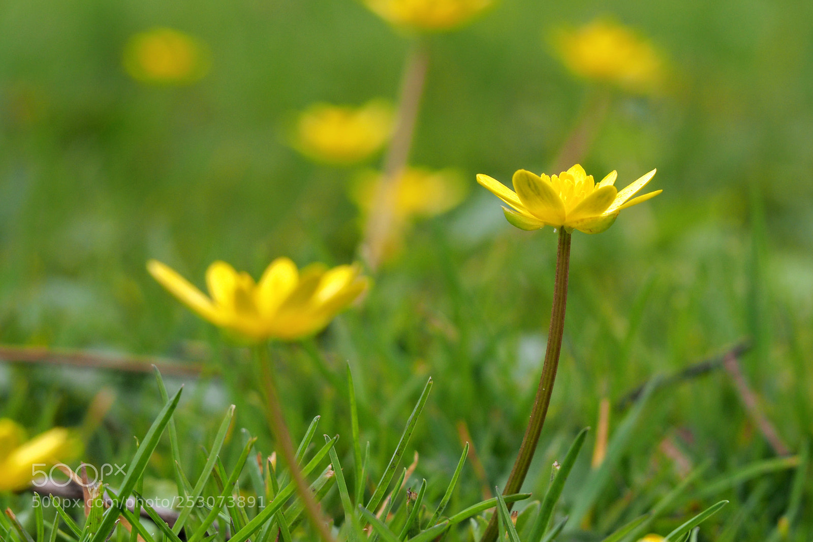 Olympus OM-D E-M10 II sample photo. Buttercup photography