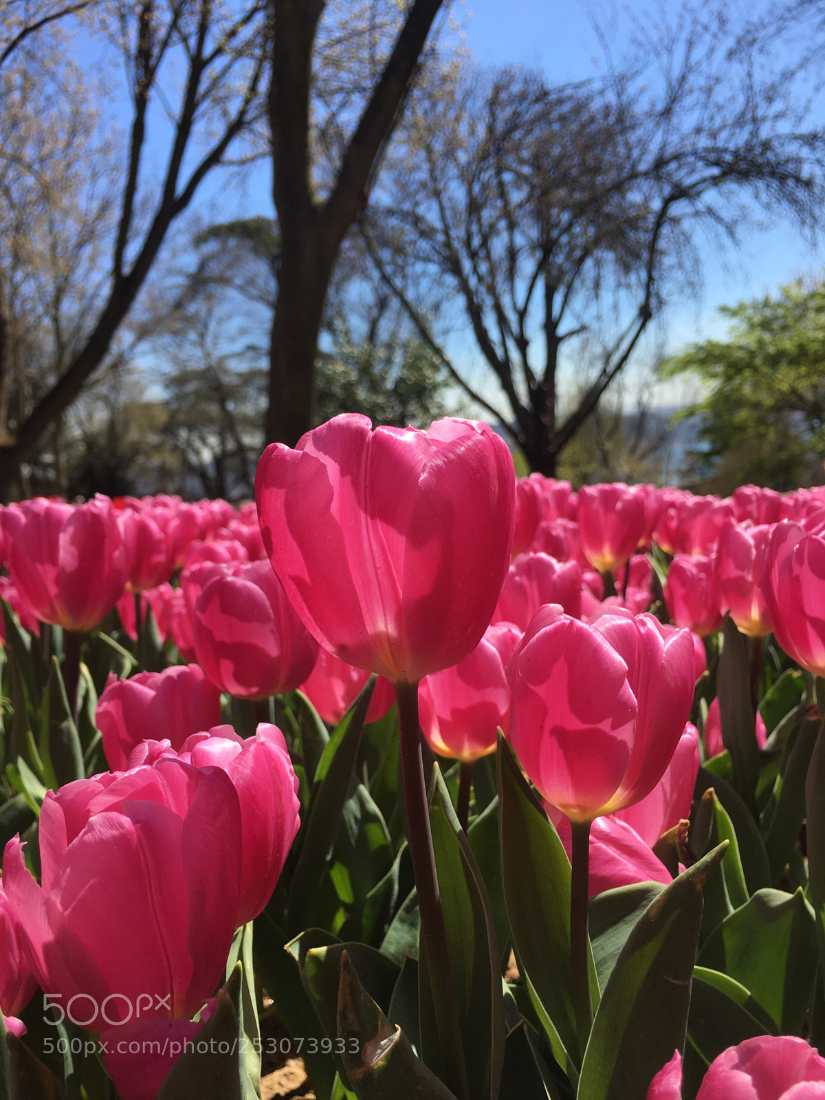 Apple iPhone 6s sample photo. Dreaming in pink... pembe photography