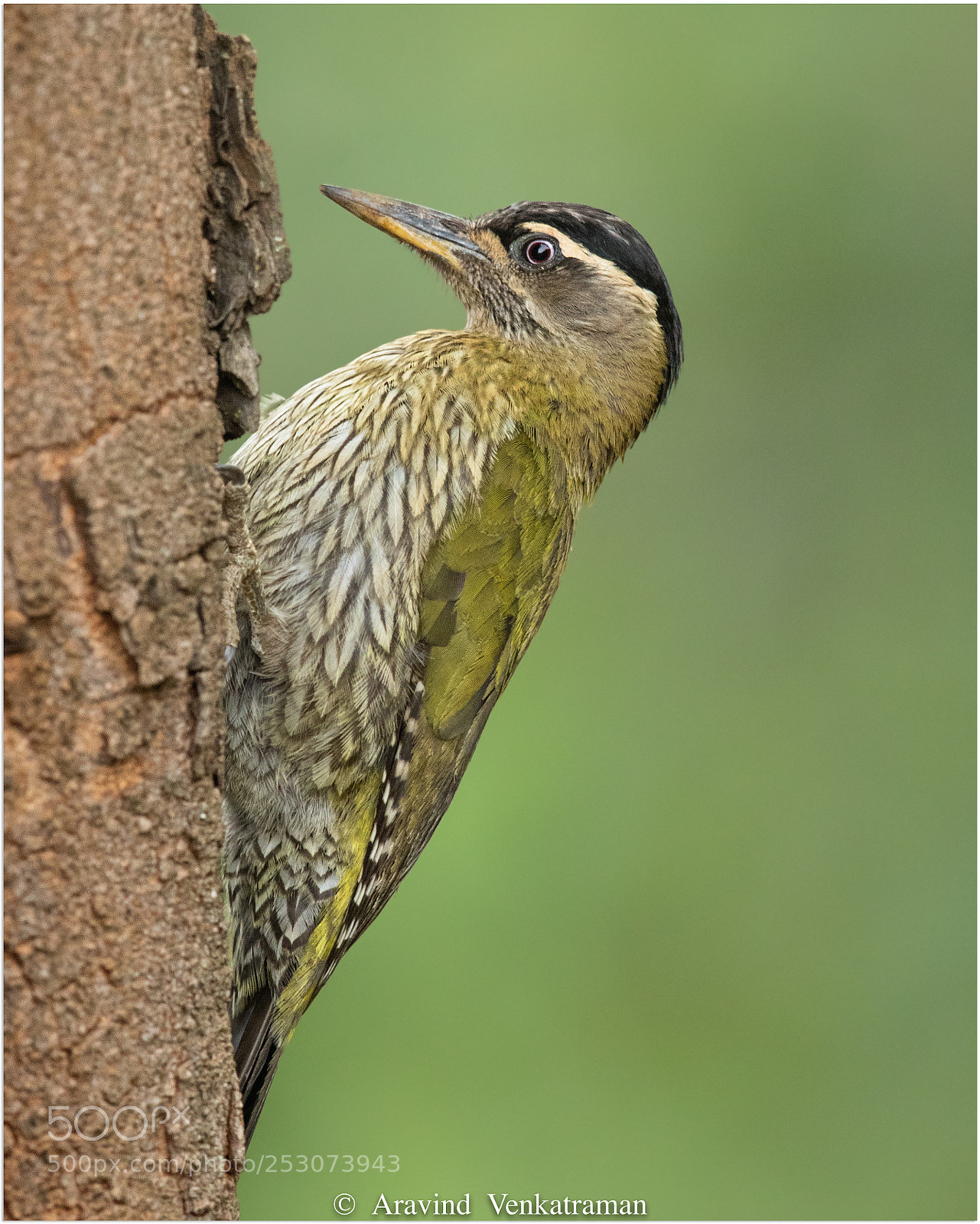 Canon EOS 7D Mark II sample photo. Streak throated woodpecker photography