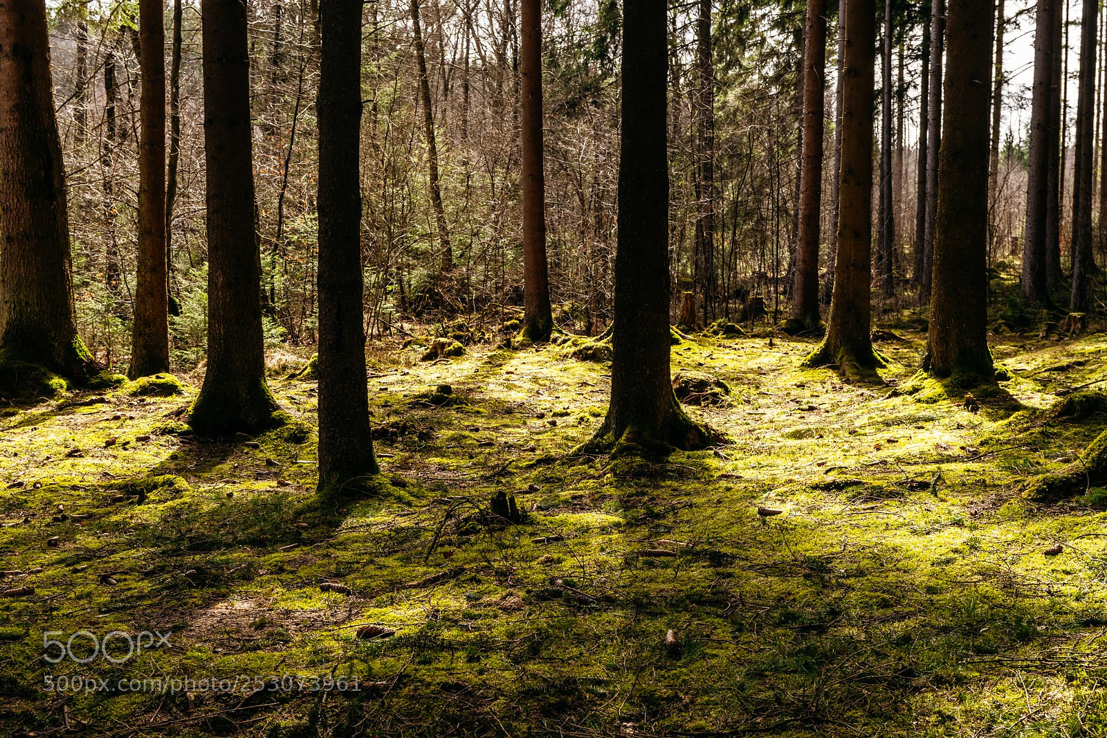 Pentax K-S2 sample photo. Forest series #7 photography