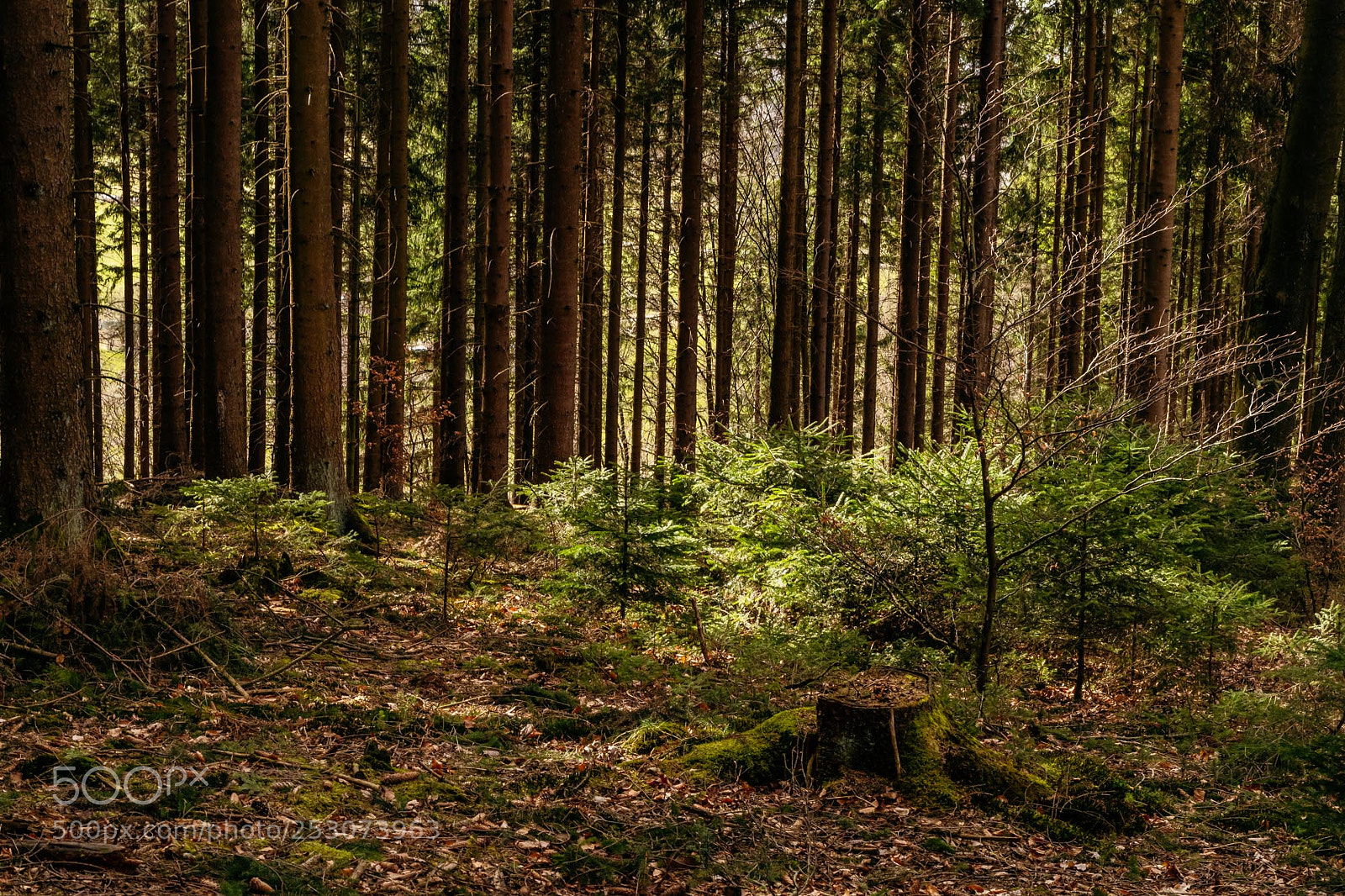 Pentax K-S2 sample photo. Forest series #8 photography