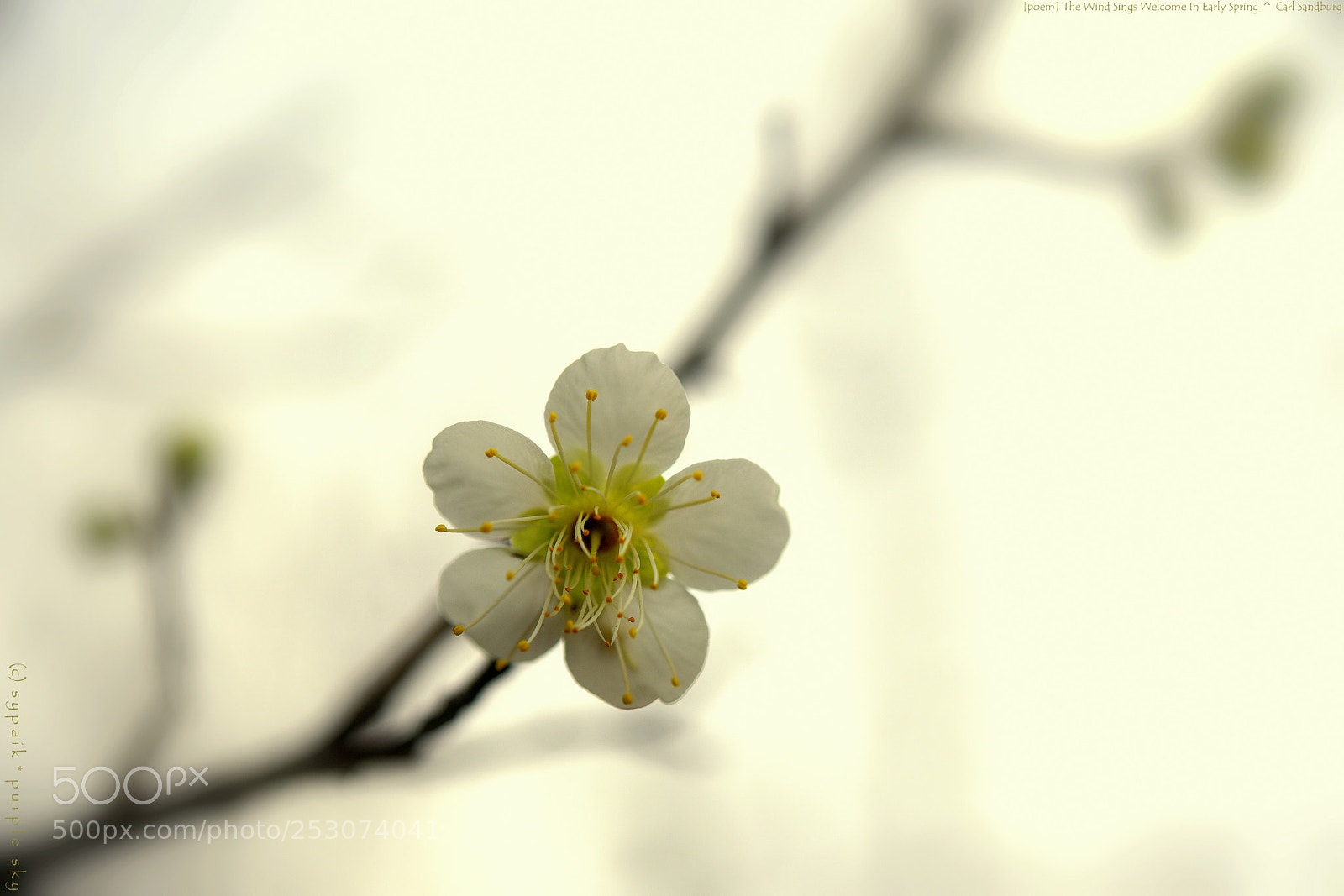 Nikon AF-S Micro-Nikkor 60mm F2.8G ED sample photo. The wind sings welcome photography