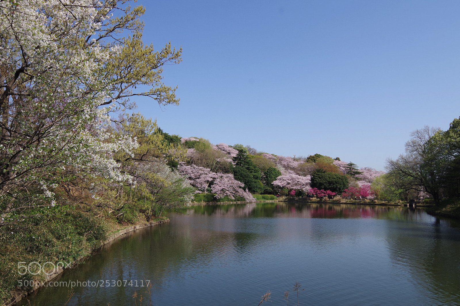 Pentax K-S2 sample photo. Sakura 2018 #15 photography