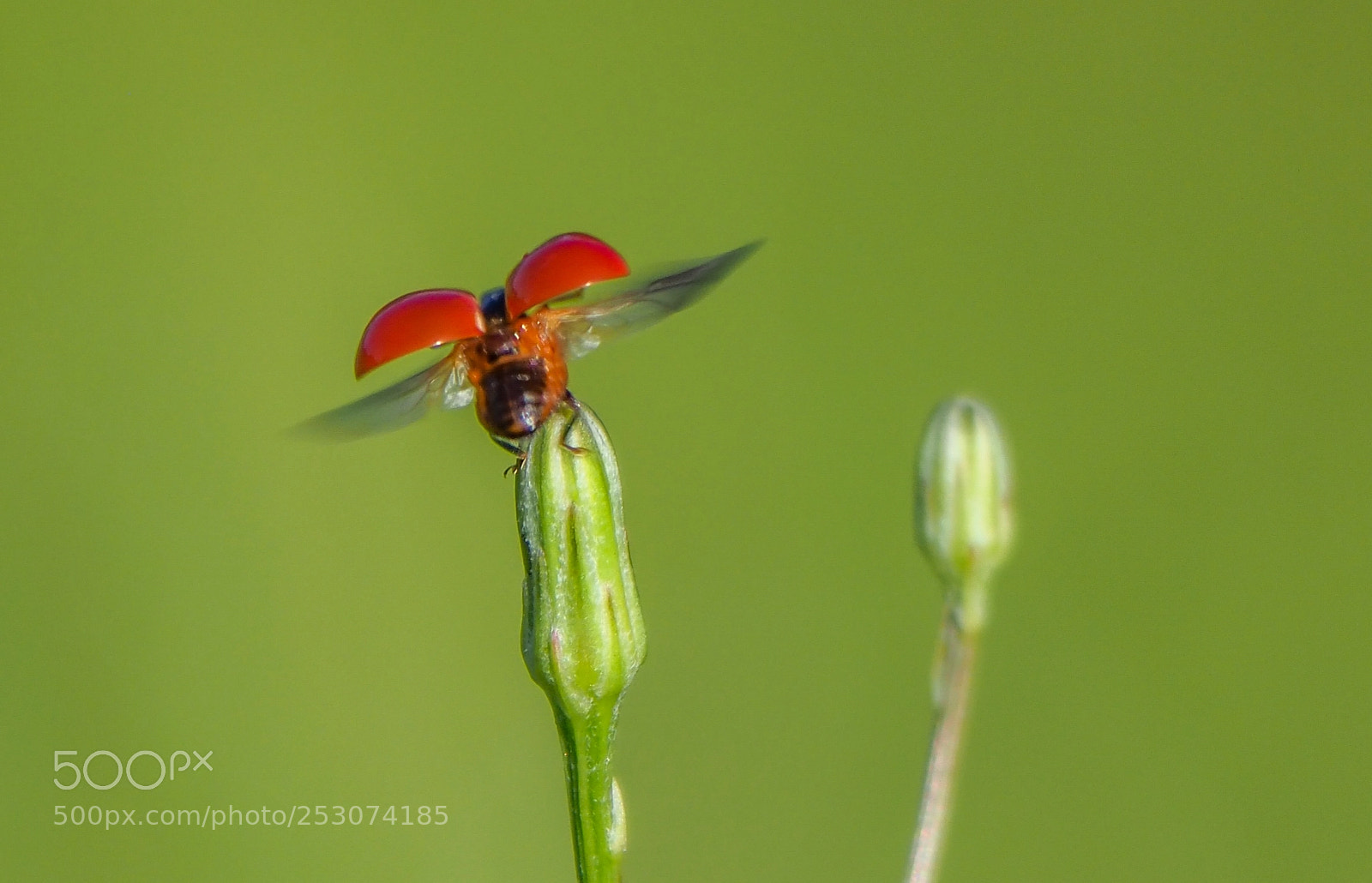 Olympus OM-D E-M1 Mark II sample photo. Ladybug photography