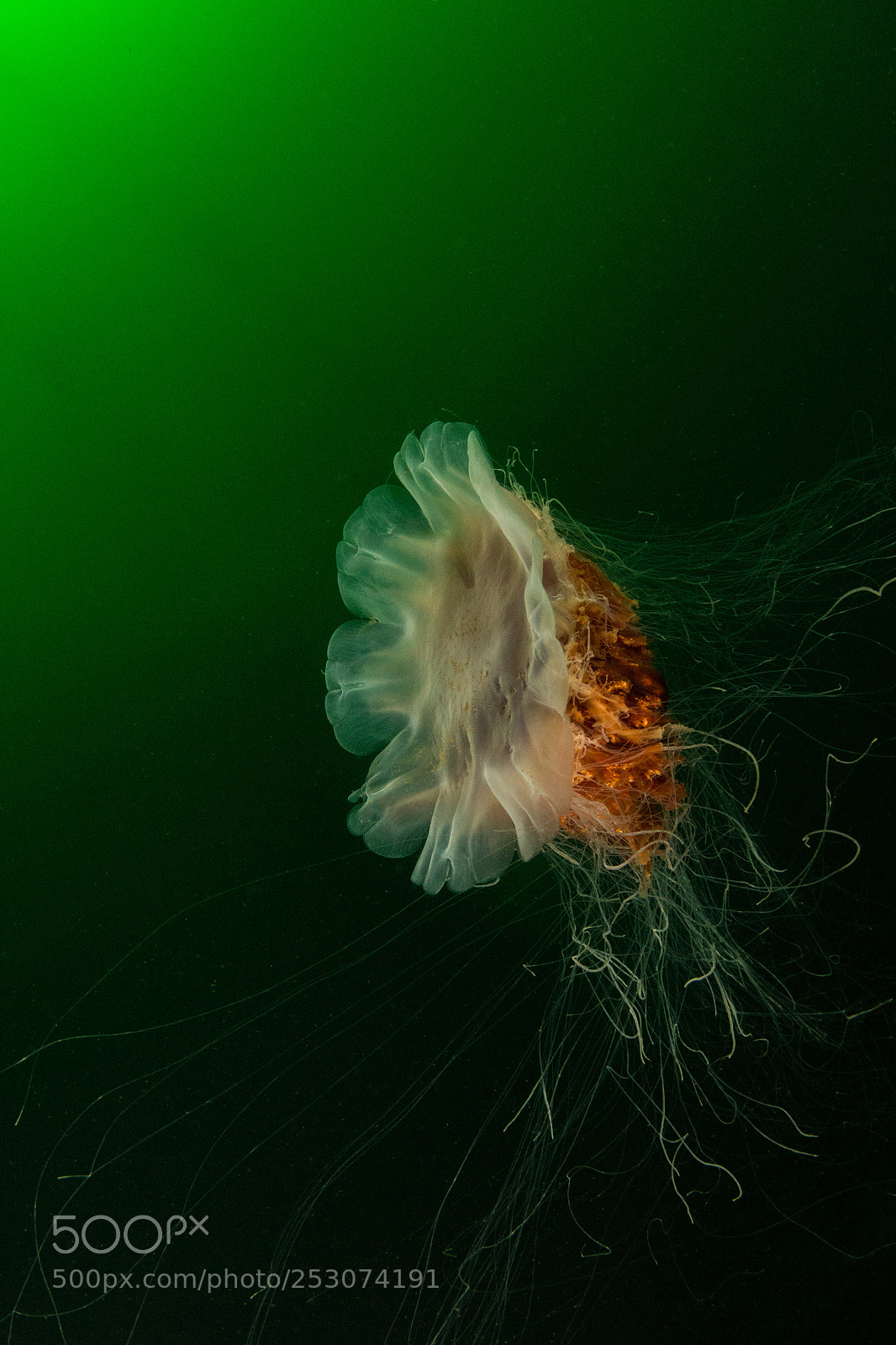 Canon EOS 70D sample photo. The lion's mane photography