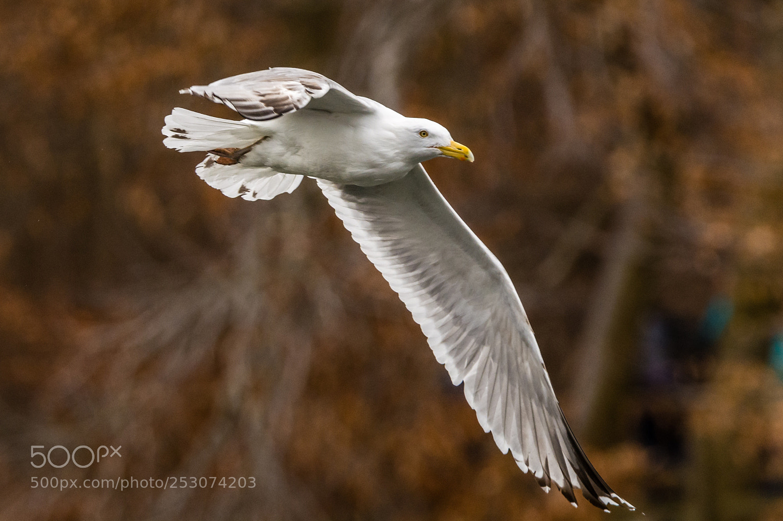 Nikon D7100 sample photo. Seagull soaring over avalon photography
