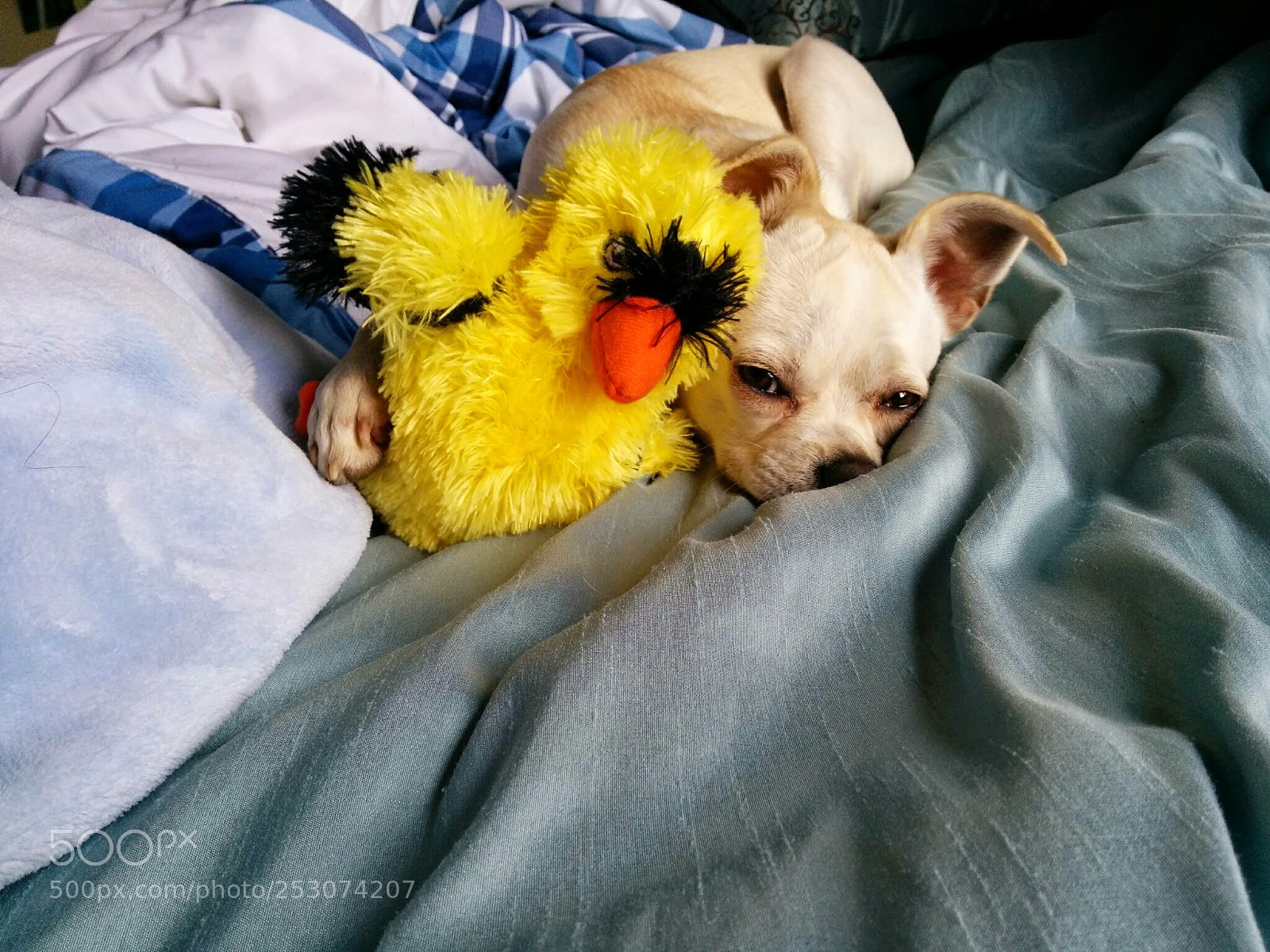 LG Nexus 5 sample photo. My yellow bird photography